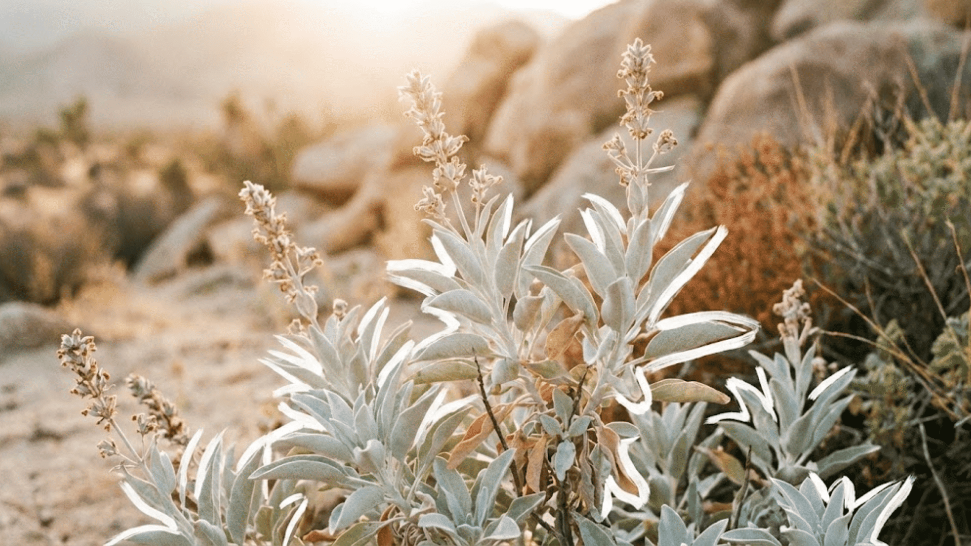 white sage