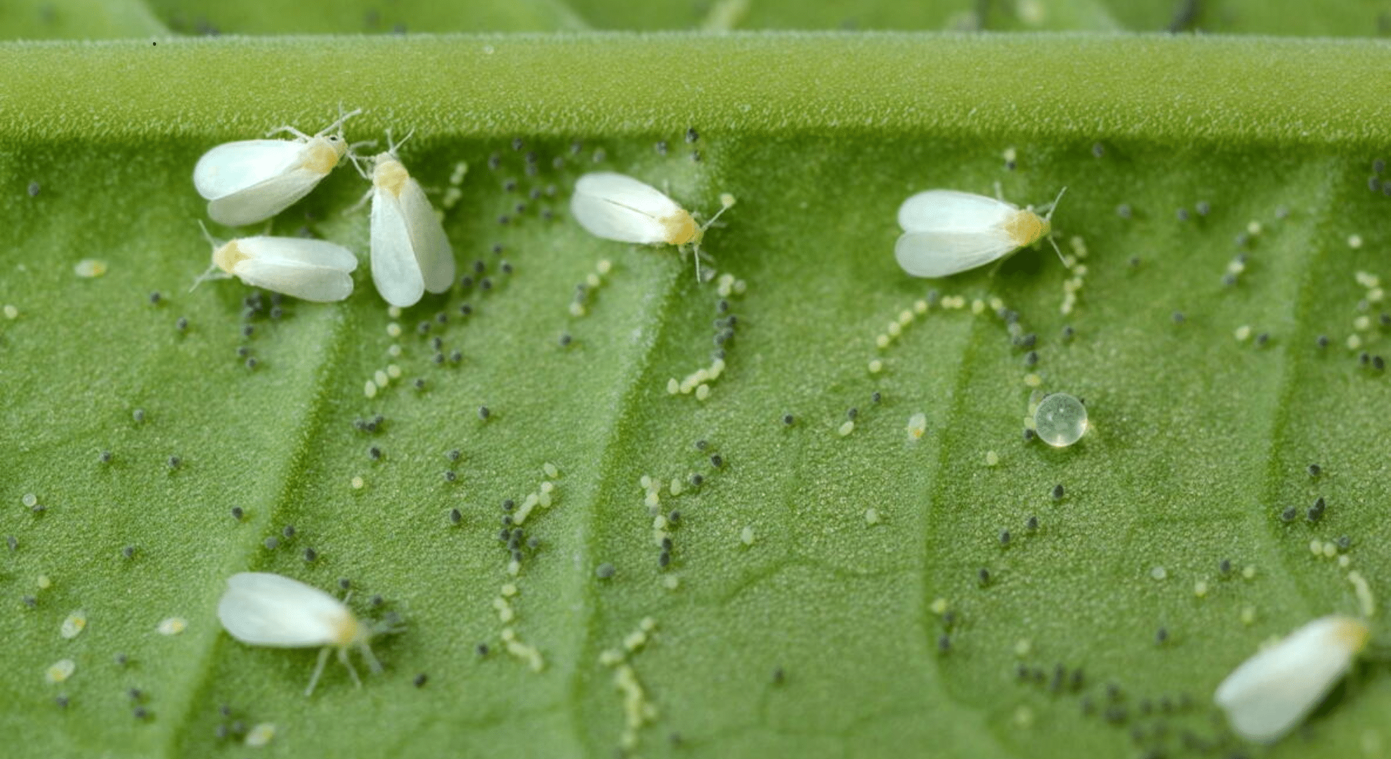 whitefly
