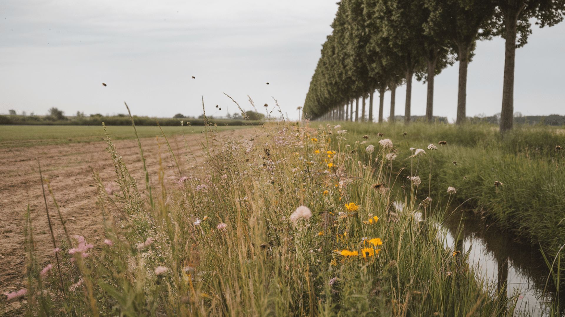 windbreaks and buffer strips