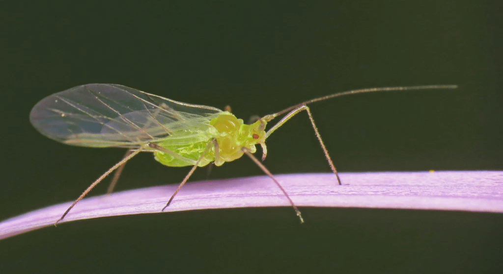Winged Aphi Common Types of Aphids and How to Spot Them - Seed Sheets