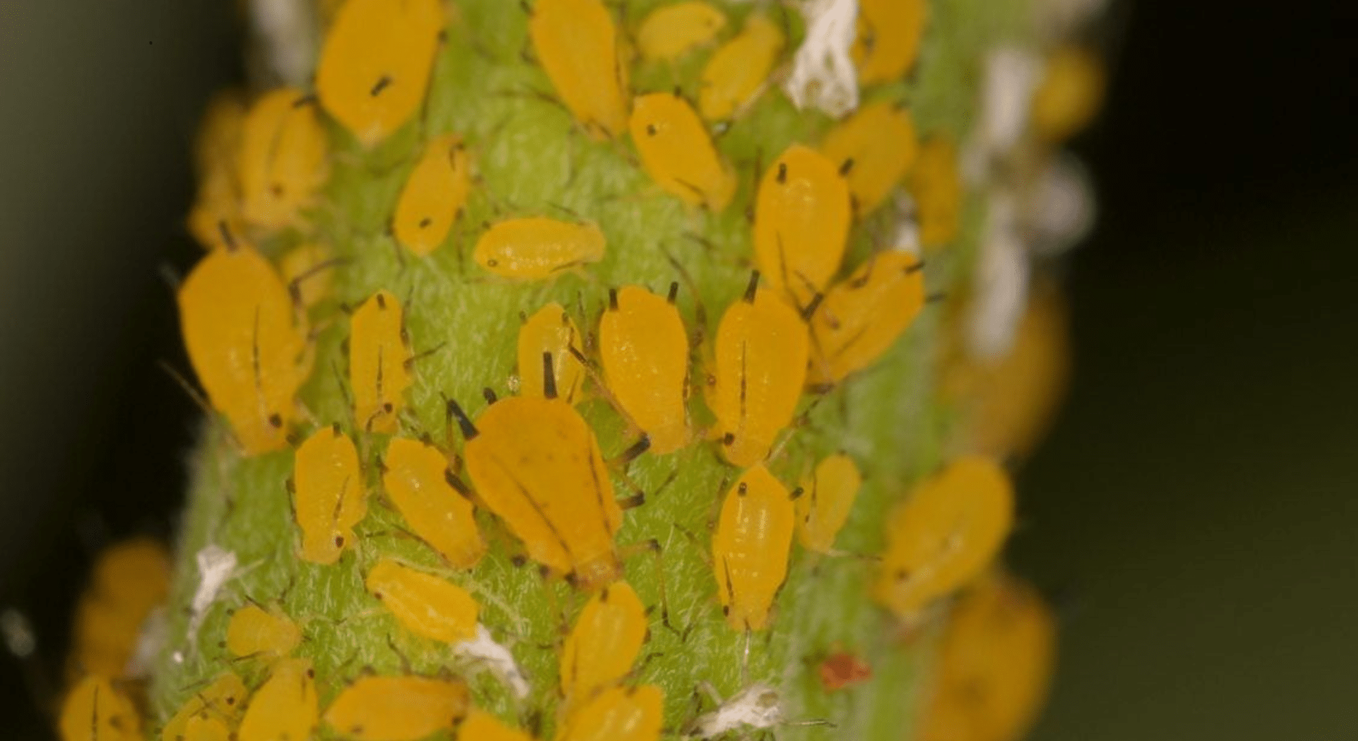 yellow aphids