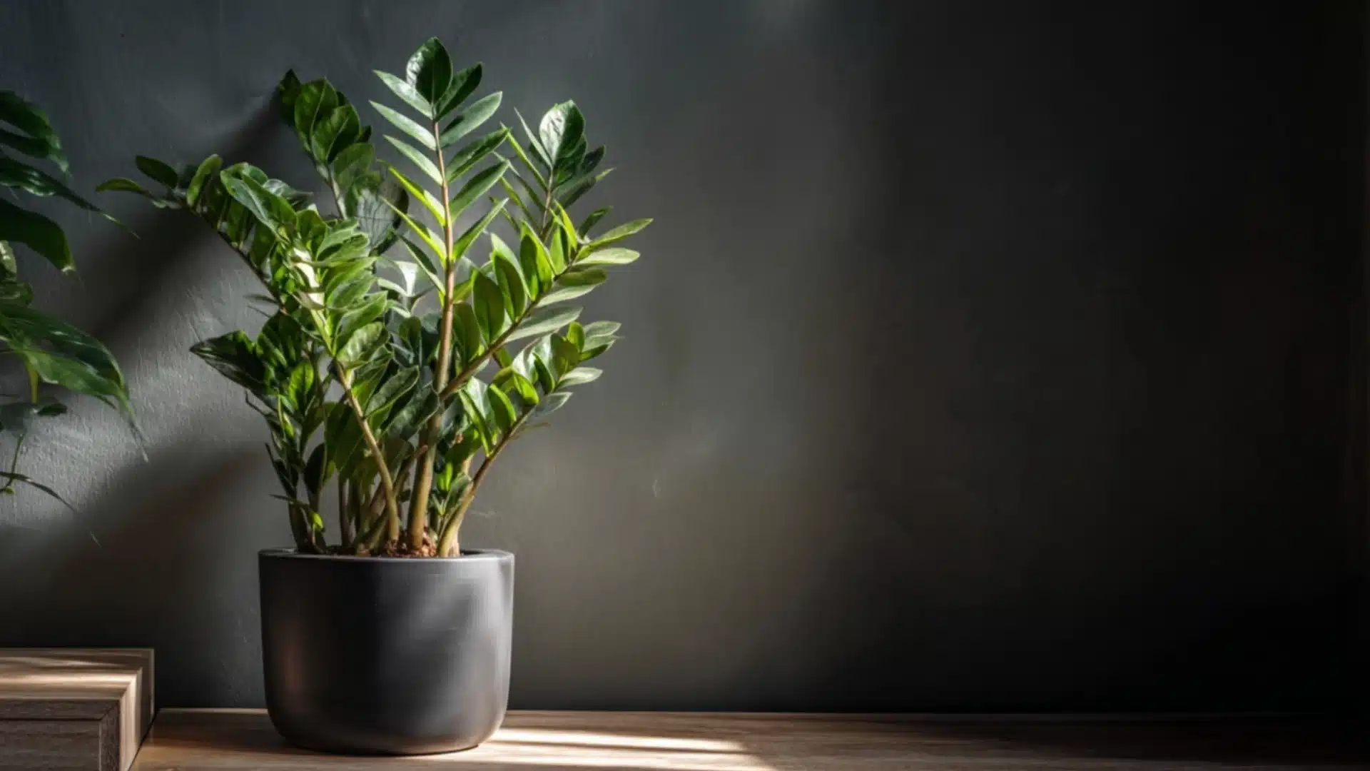 zz plant with glossy dark green leaves growing in a black pot on a wooden shelf in natural light