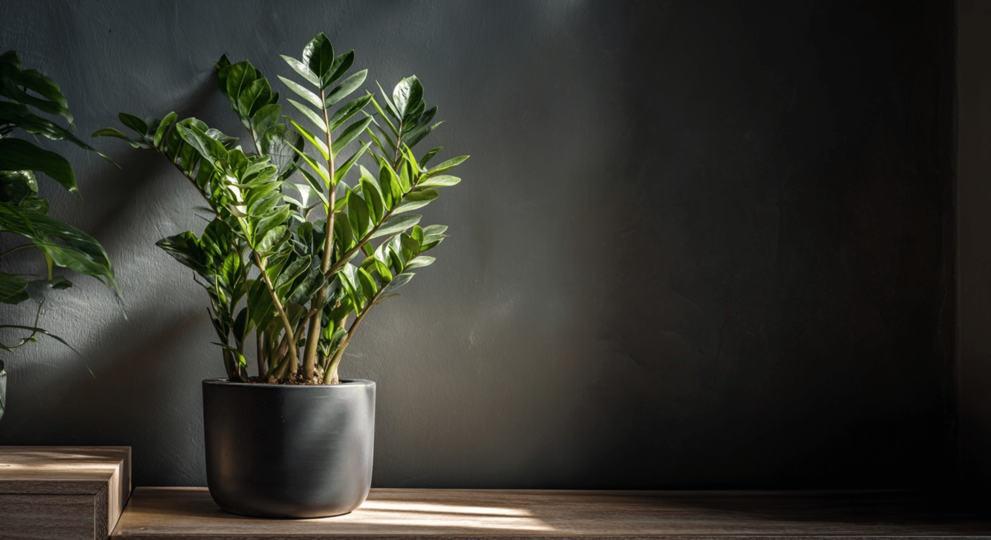 zz plant with shiny dark green oval leaves growing on thick upright stems