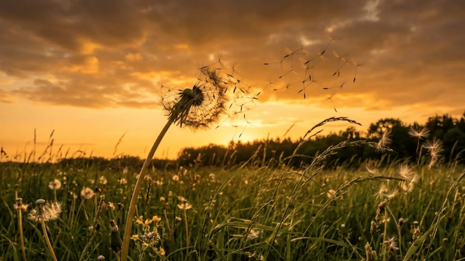 a dandelion seed head mid-dissolution in a strong breeze against a moody golden hour sky with seeds spiraling outward