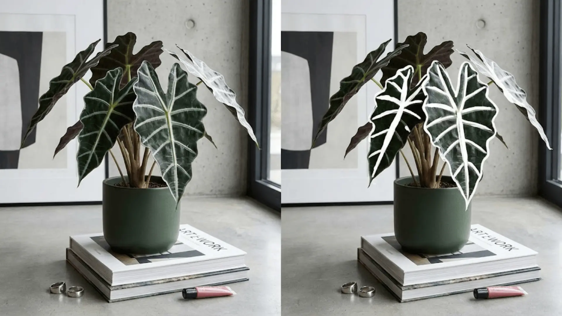 alocasia polly with white vein outlines on art books beside chunky rings and concrete wall backdrop