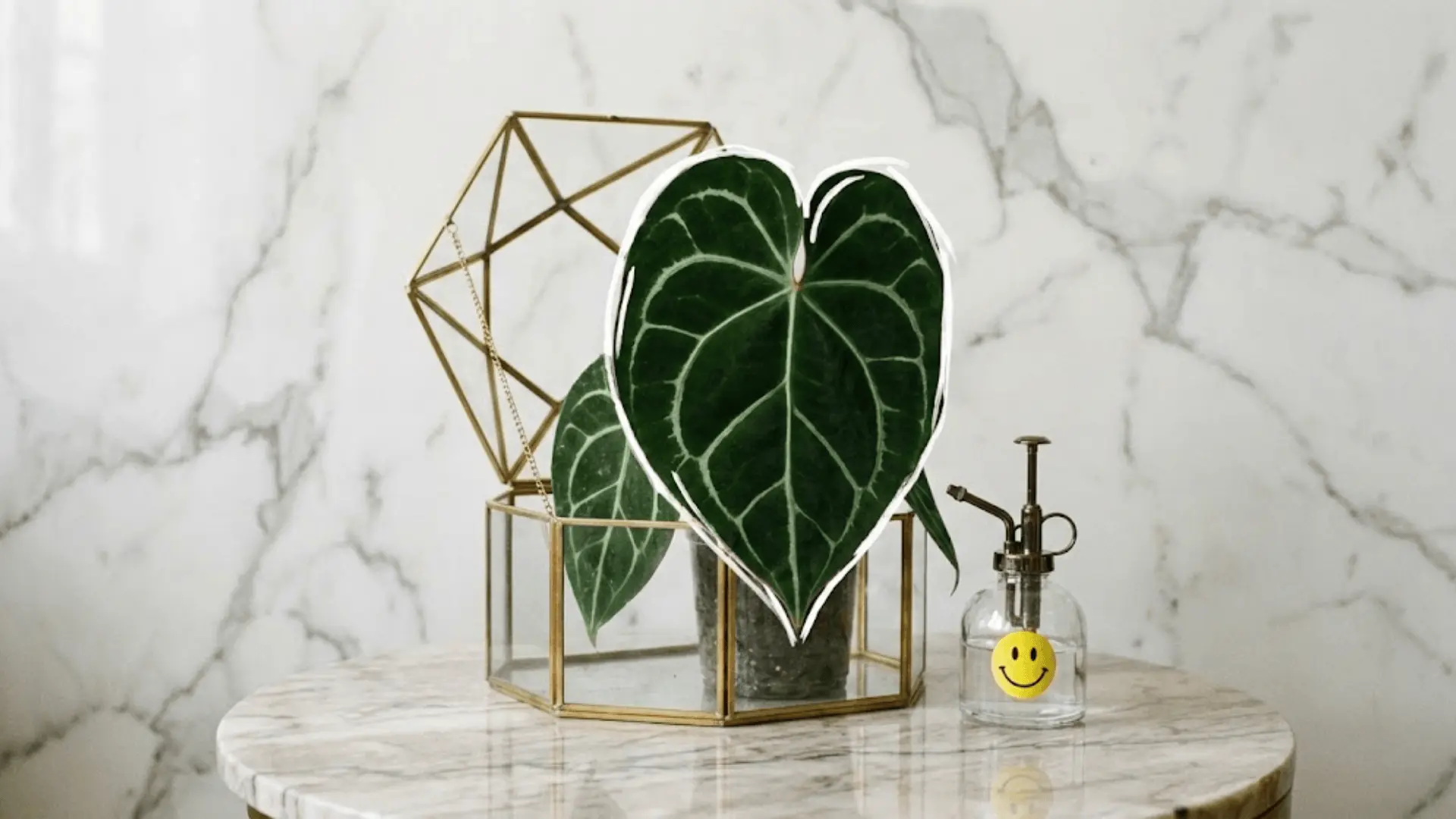 anthurium clarinervium in glass terrarium with white vein outlines on marble surface in natural light