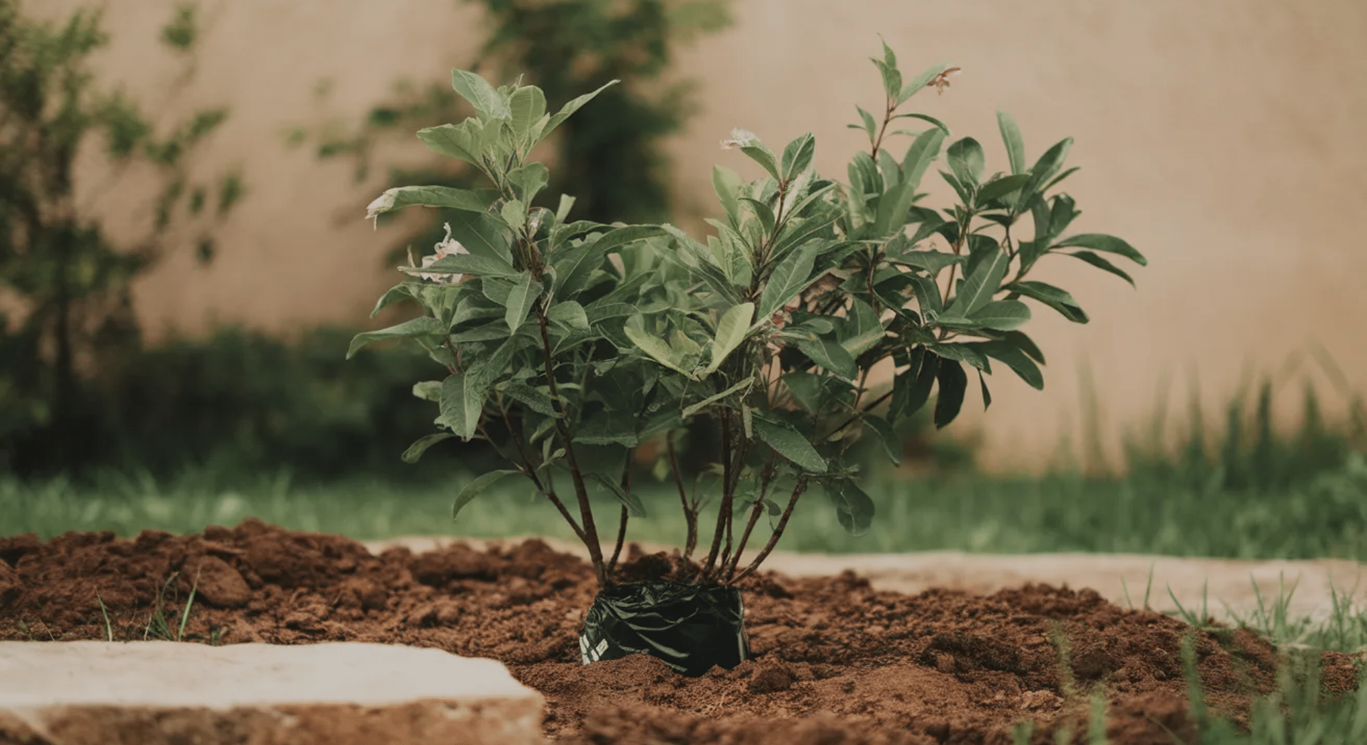 best soil for shrubs and trees