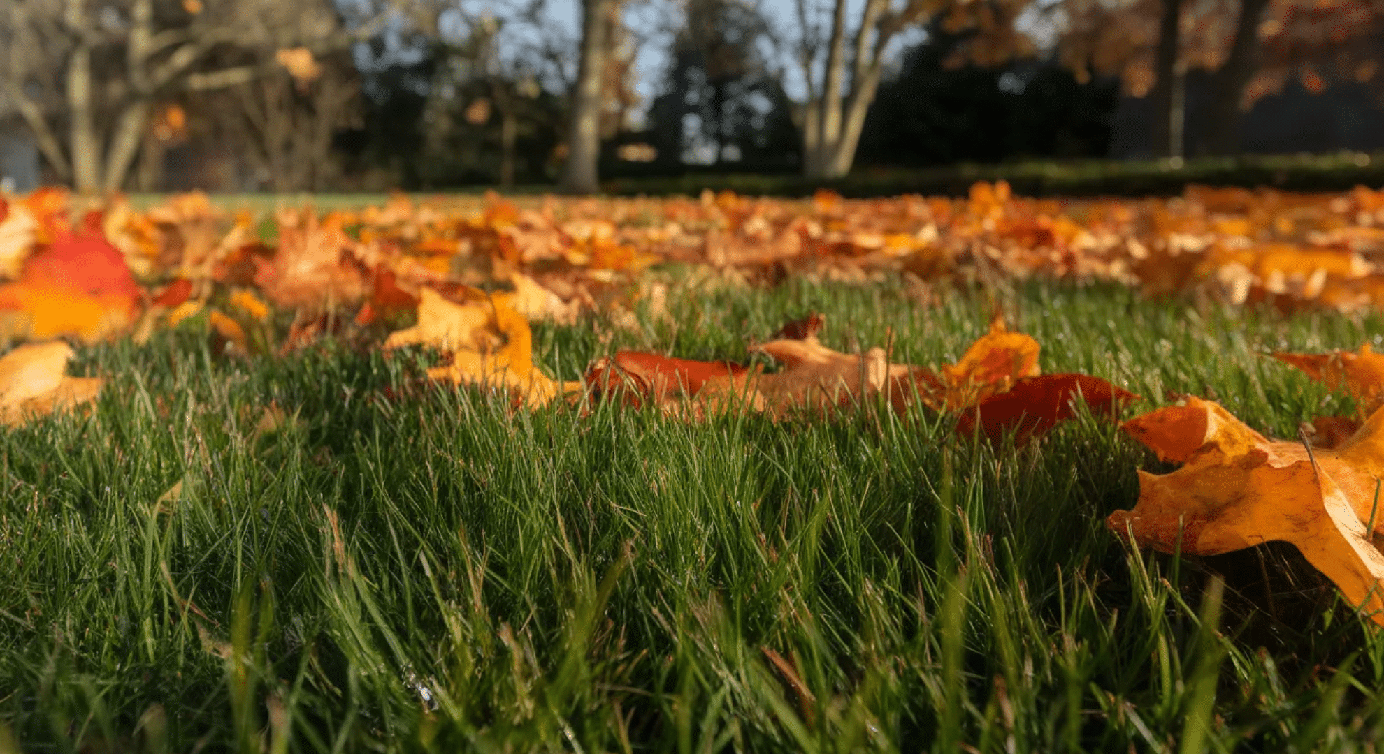 best time for cool season grasses
