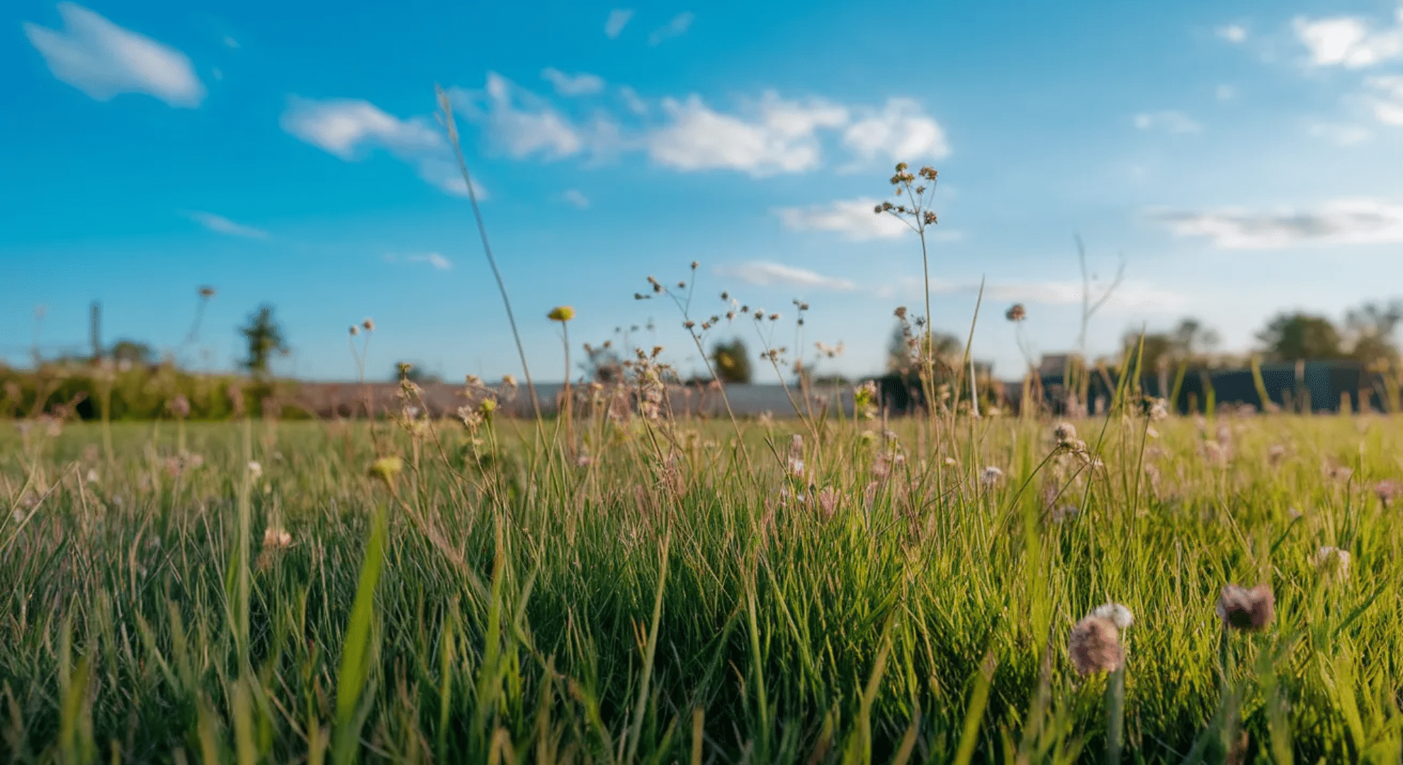 best time for warm season grasses