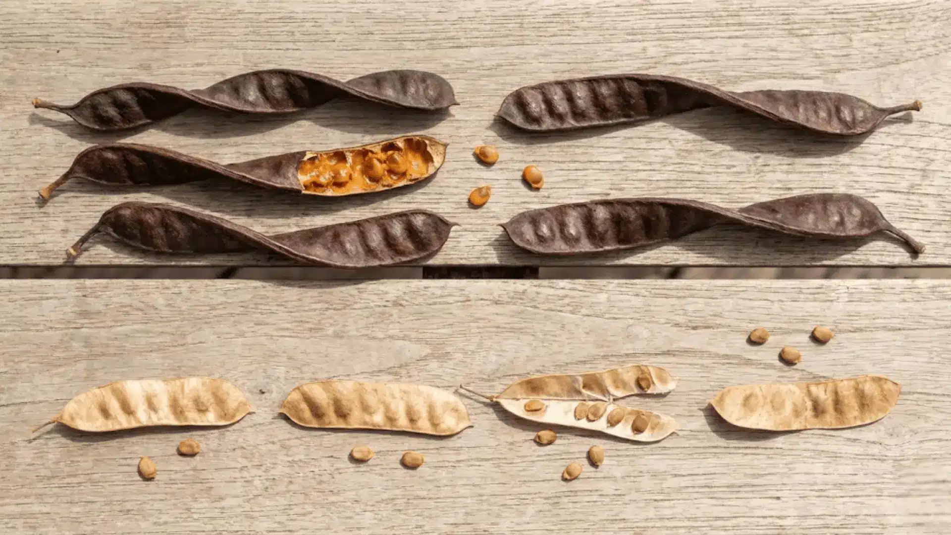 black locust and honey locust pods side by side showing size shape and interior seed differences