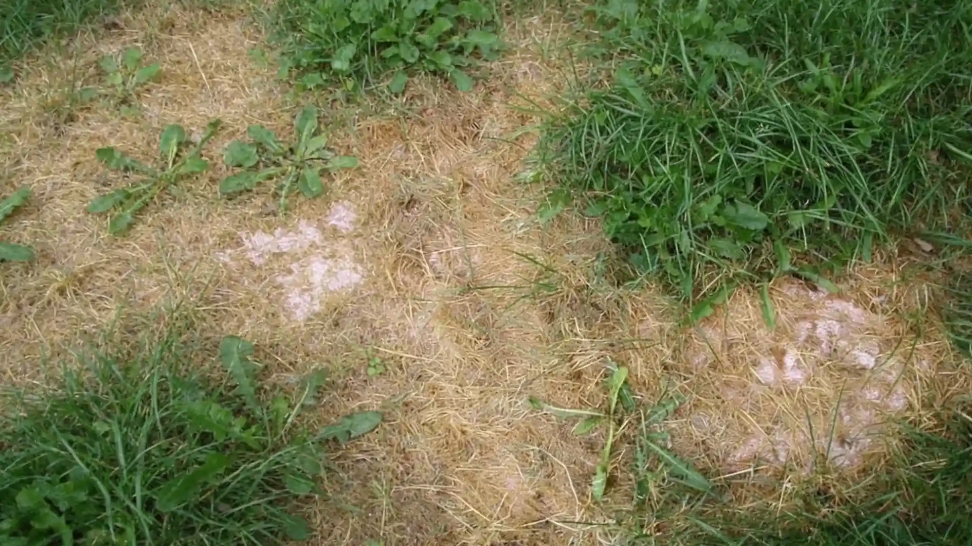 dry brown lawn patches with white fertilizer residue showing possible over fertilization damage to grass