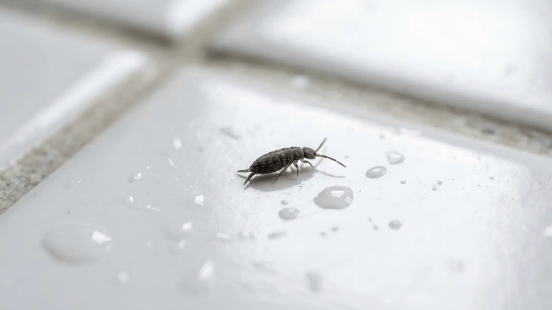 close-up macro photo of dark springtail bug on wet bathroom tile with water droplets