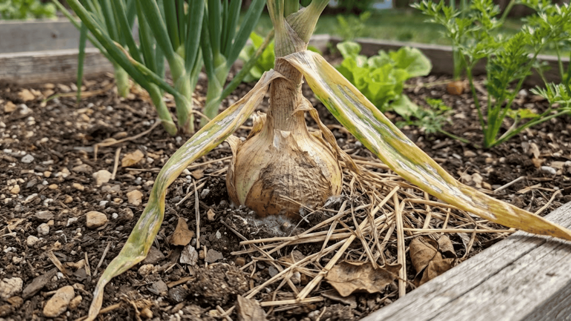 close up of damaged onion plant showing yellowing leaves and fungal growth in garden bed