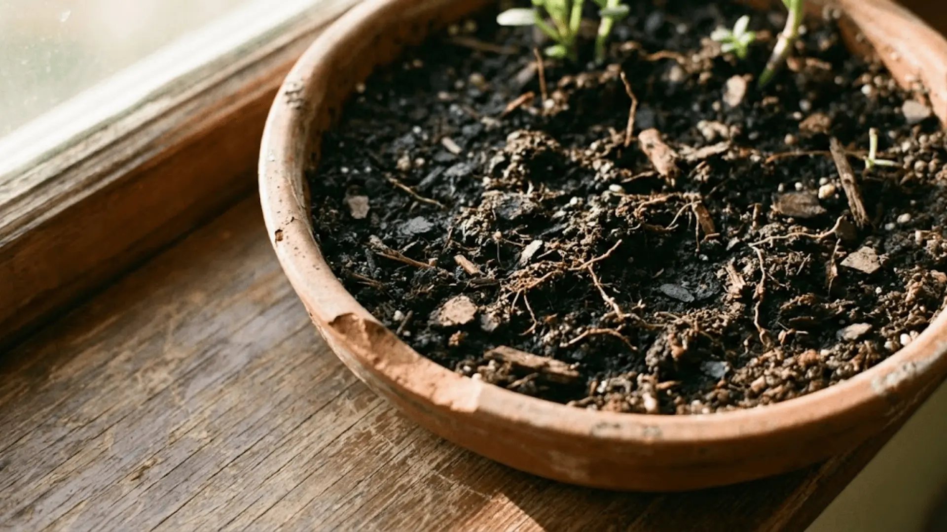 close-up of dark moist potting soil in a terracotta pot near a sunlit window on a wooden surface