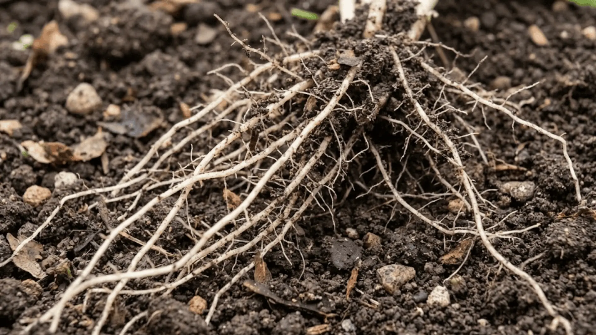 close-up of freshly uprooted pale plant roots spread across dark moist garden soil with fine root hairs in natural daylight