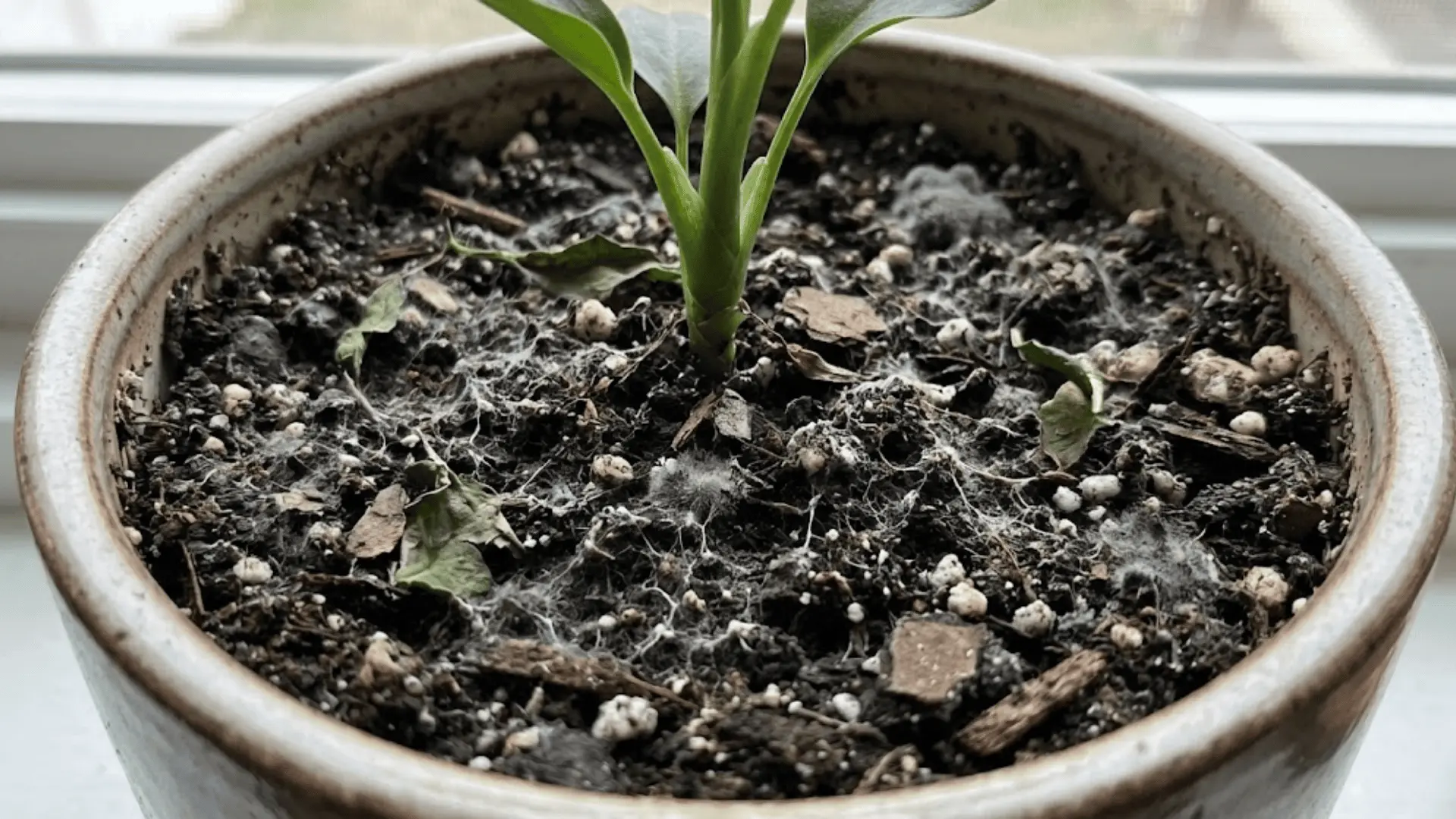 close-up of moist potting soil surface in a ceramic pot with visible white fungal threads and organic debris in diffused natural light
