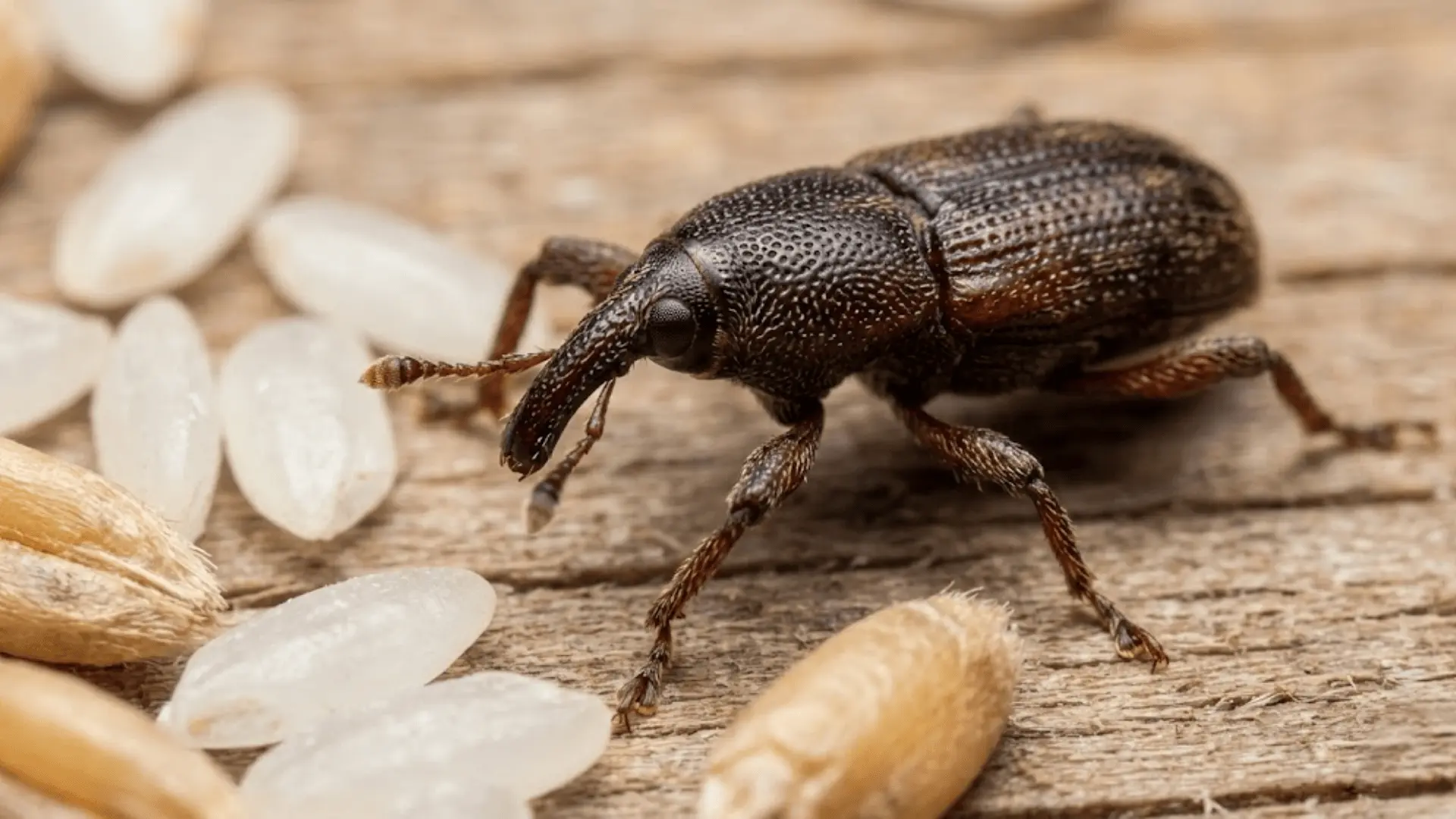 dark brown grain weevil with long snout on rice grains and wheat kernels on wooden surface