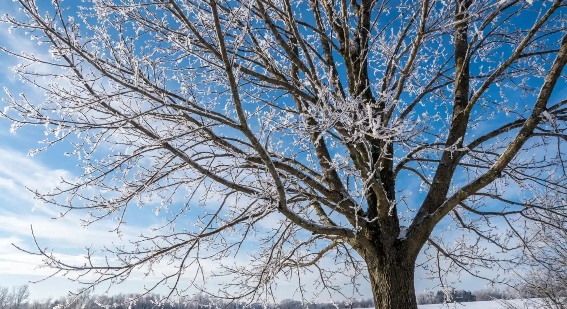 dormant maple tree branches with frost in late winter showing ideal pruning condition