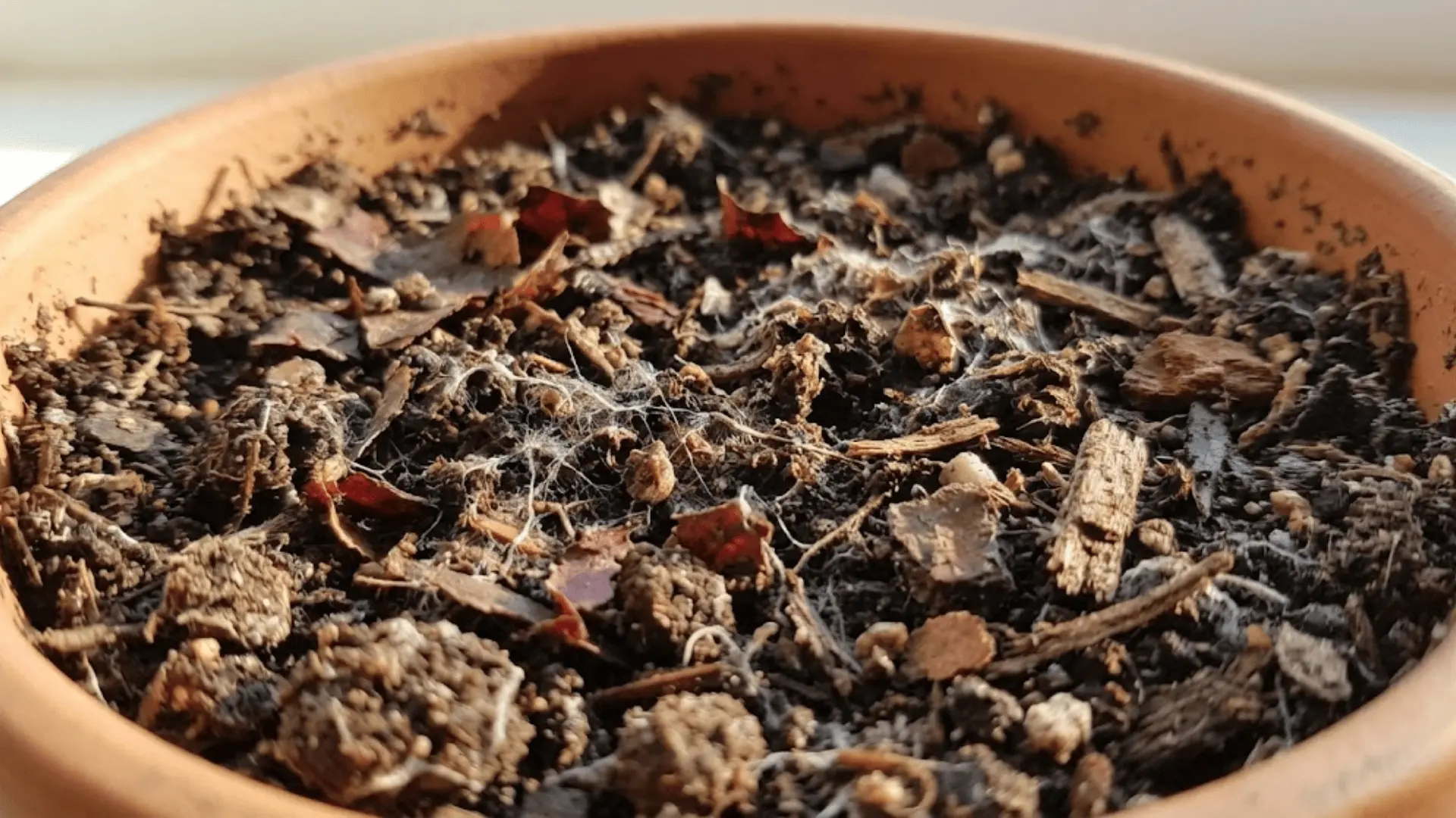extreme close-up of moist dark soil surface in a terracotta pot with decaying leaf fragments and organic debris in natural light