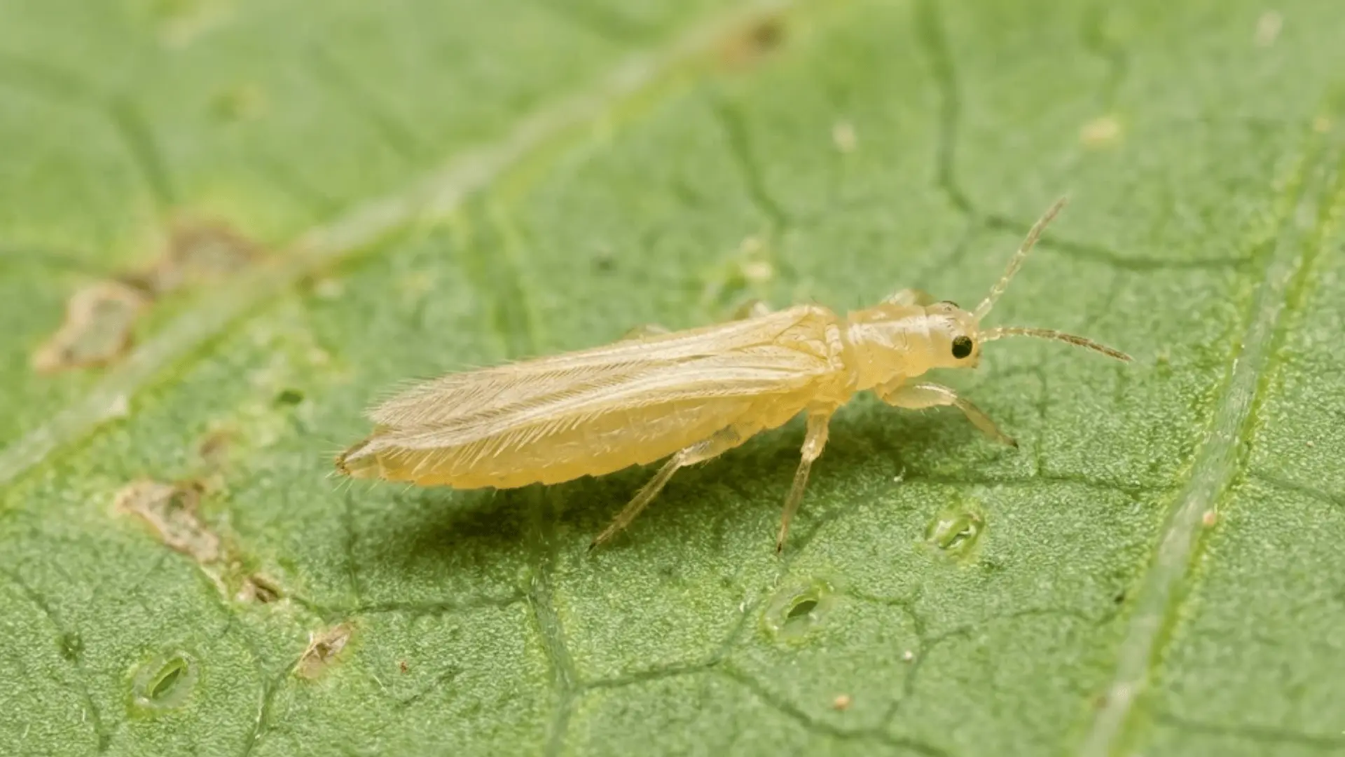 extreme macro of slender pale thrips insect on green leaf showing narrow body and wings