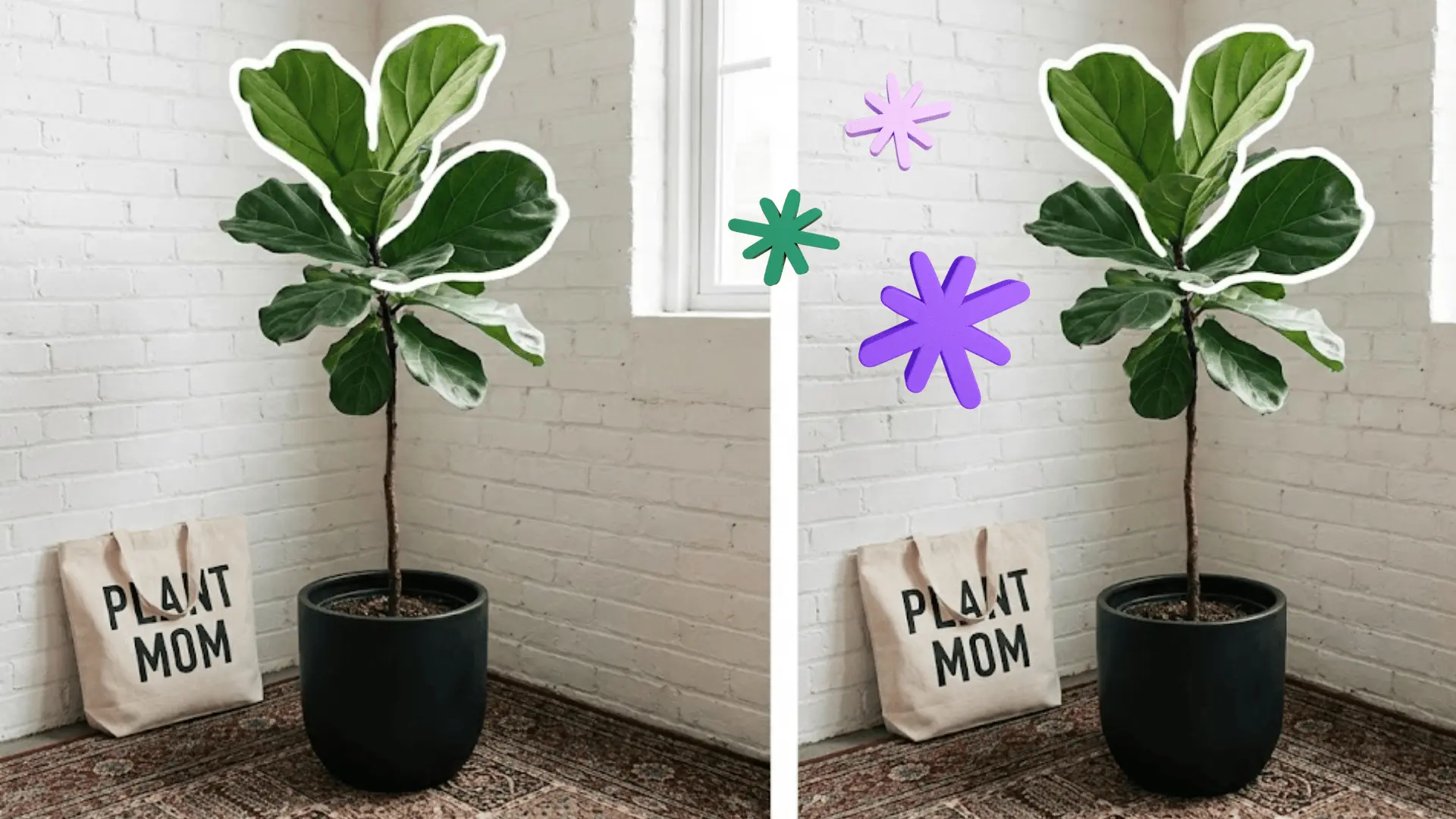 fiddle leaf fig with white outlined leaves beside a plant mom tote bag and white brick wall