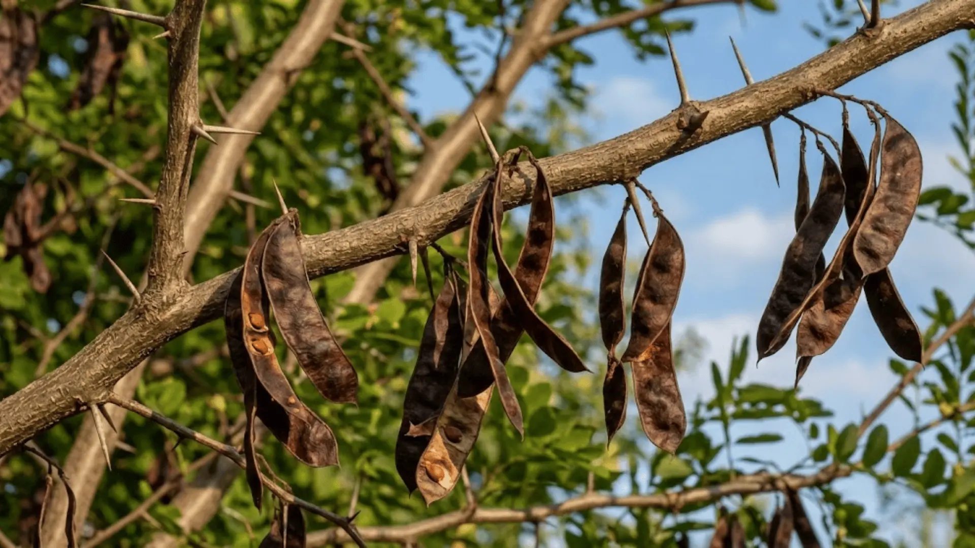 flat dark brown black locust seed pods twisting open on a thorned branch in natural light