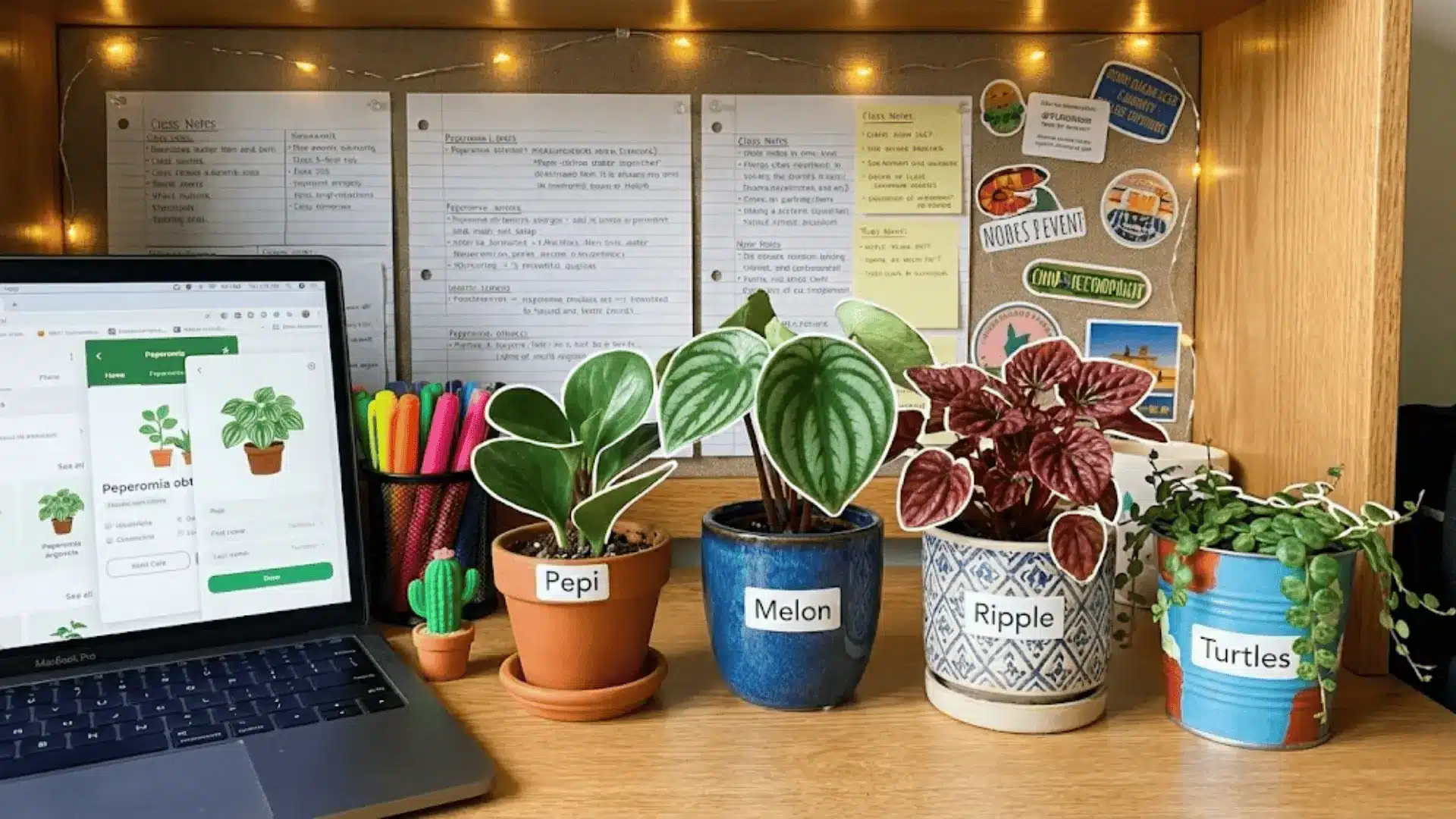 four peperomia varieties on a dorm desk with white outlined leaves, laptop, and bulletin board in focus