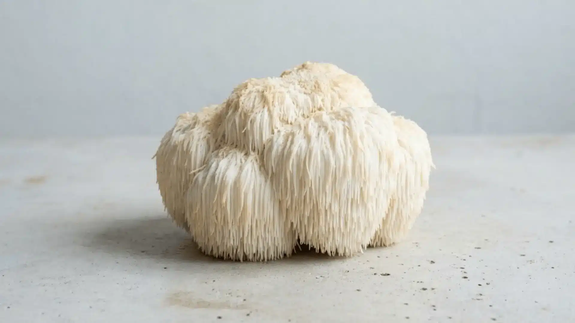 fresh lion's mane mushroom with cascading white spines on a smooth concrete surface in natural light