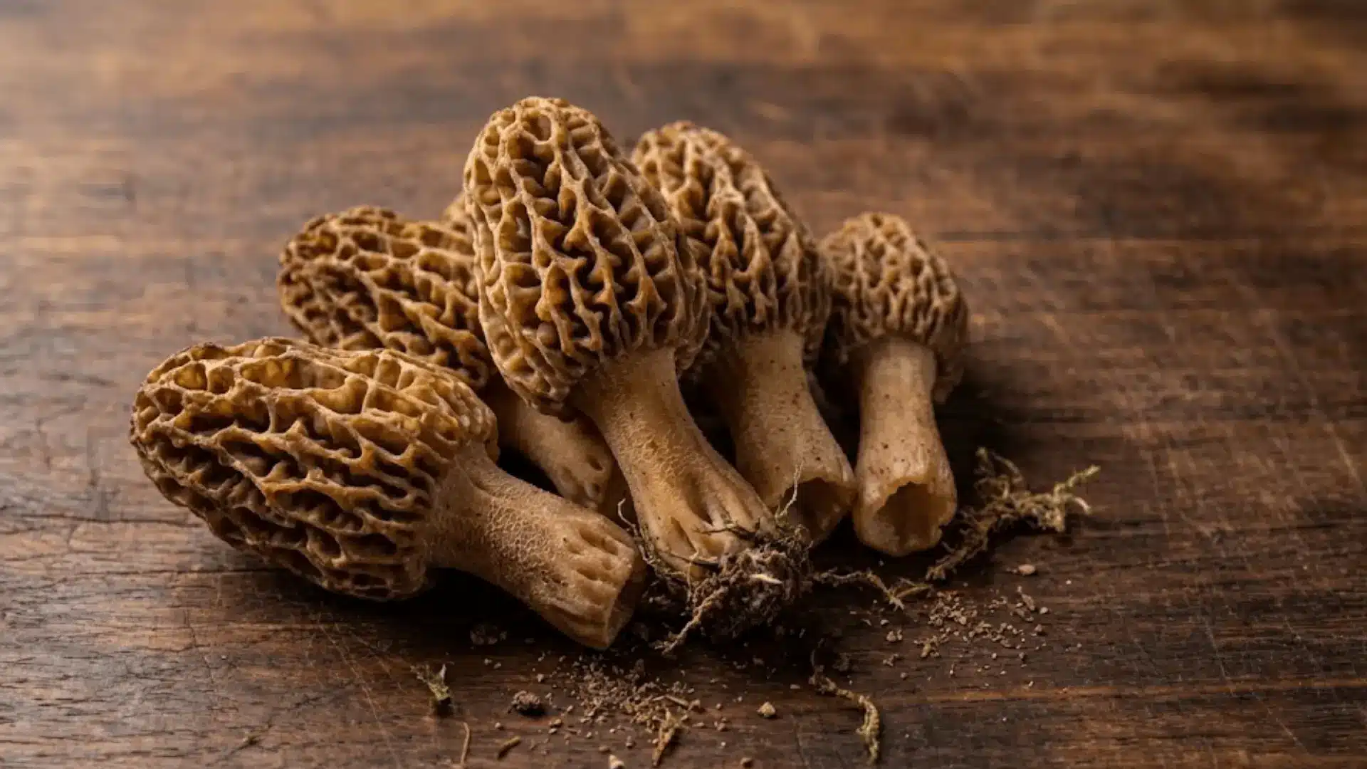 fresh morel mushrooms with honeycomb texture on a dark wooden surface in natural light
