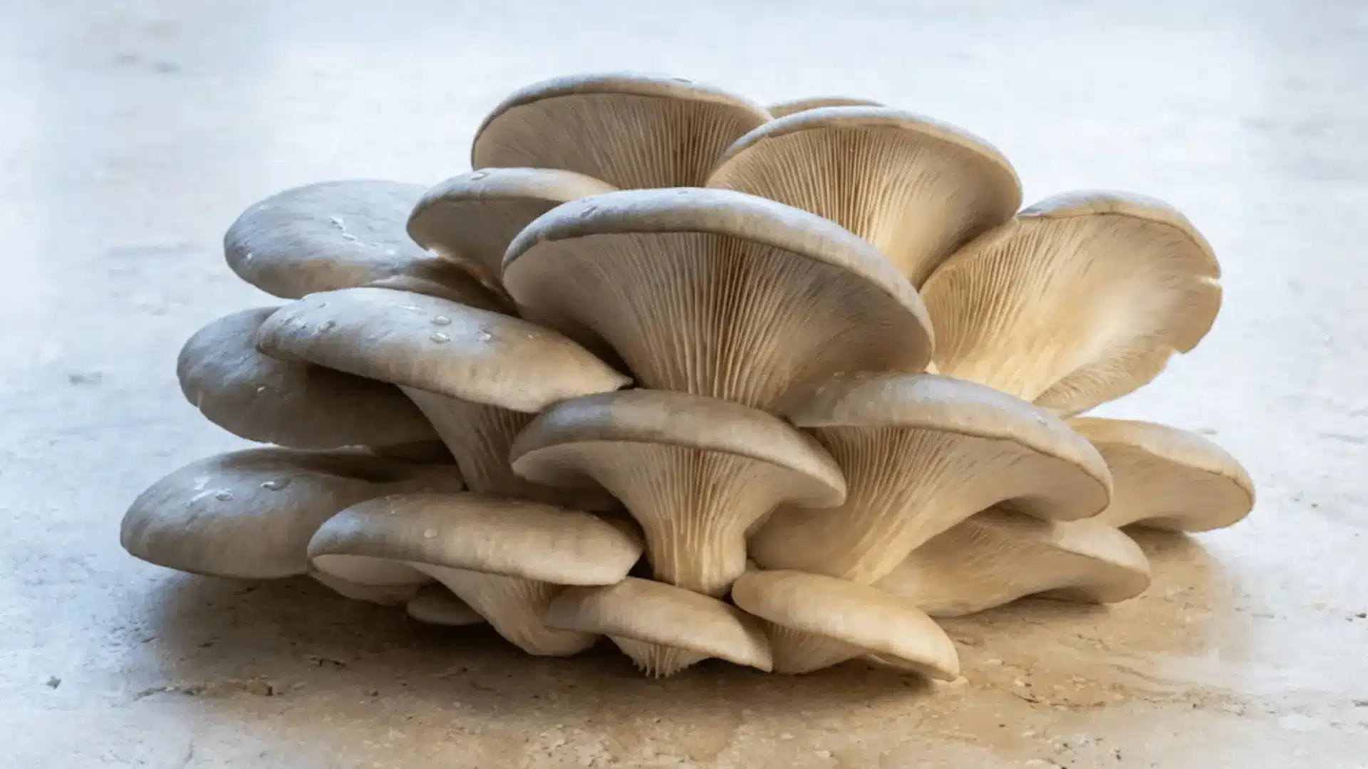 fresh oyster mushrooms with layered fan-shaped caps on a pale stone surface