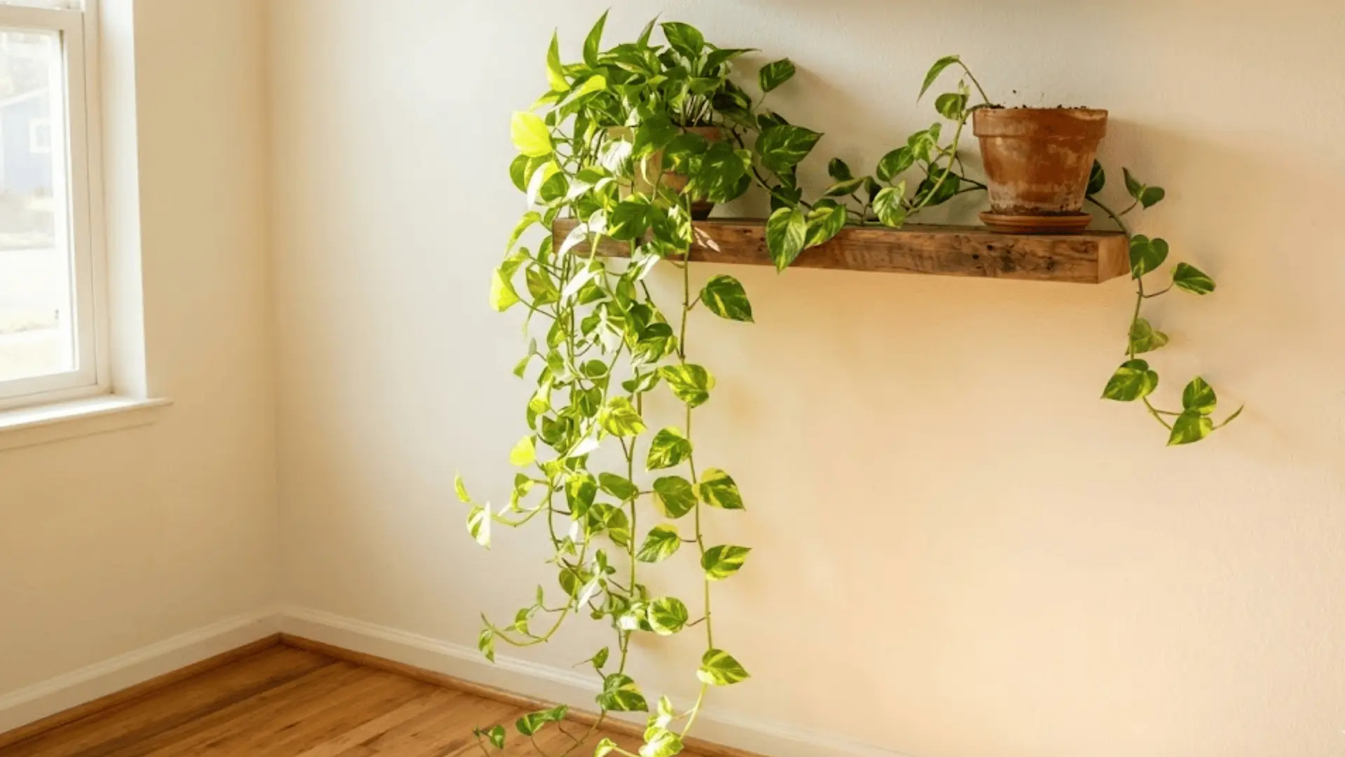 golden pothos trailing from a floating wooden shelf down a sunlit white wall indoors
