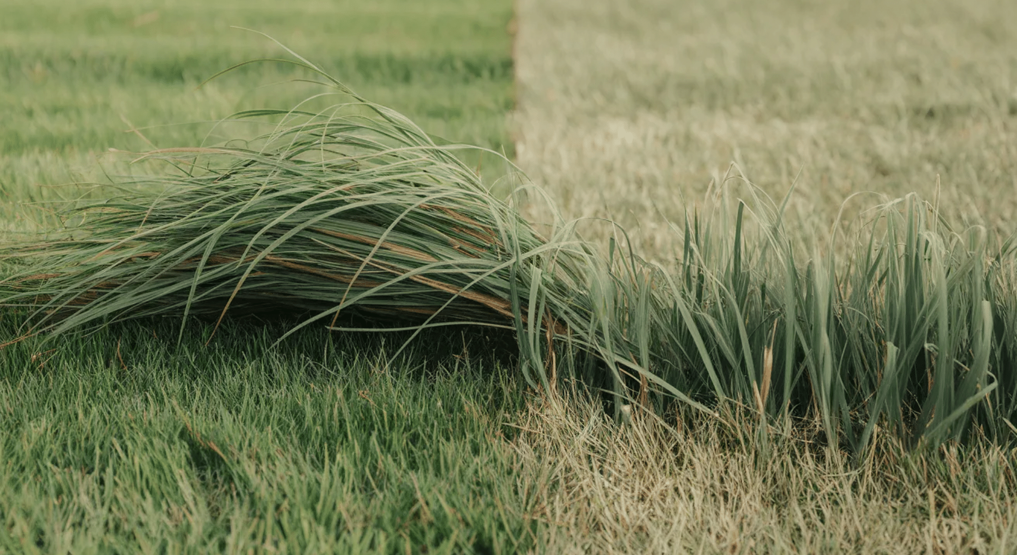 grass stops growing or grows too fast
