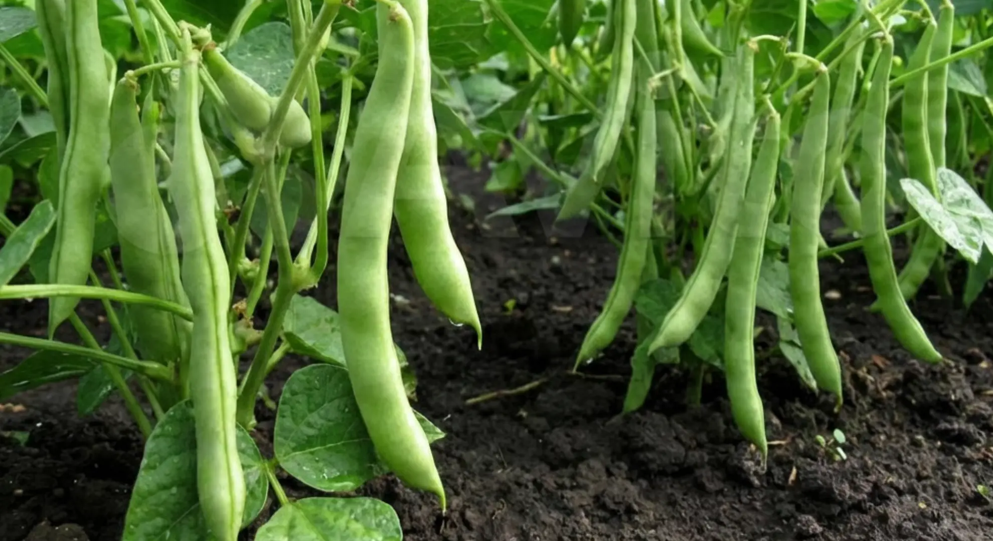 green bean plants with mature bean pods ready for harvest in home garden