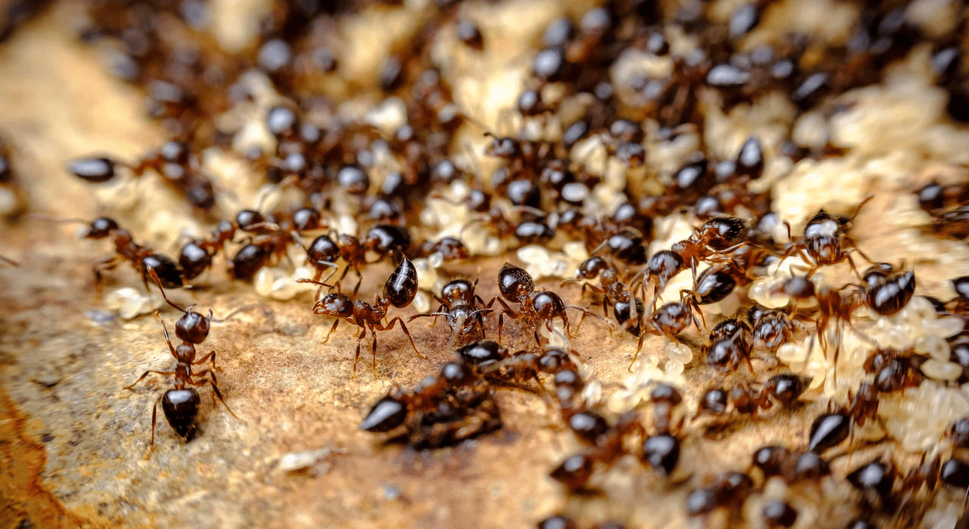 identify the ant type