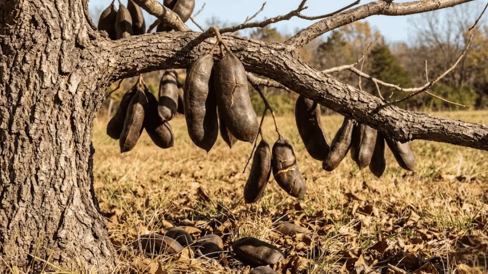 large dark brown woody kentucky coffeetree pods cracking open and falling on dry ground below