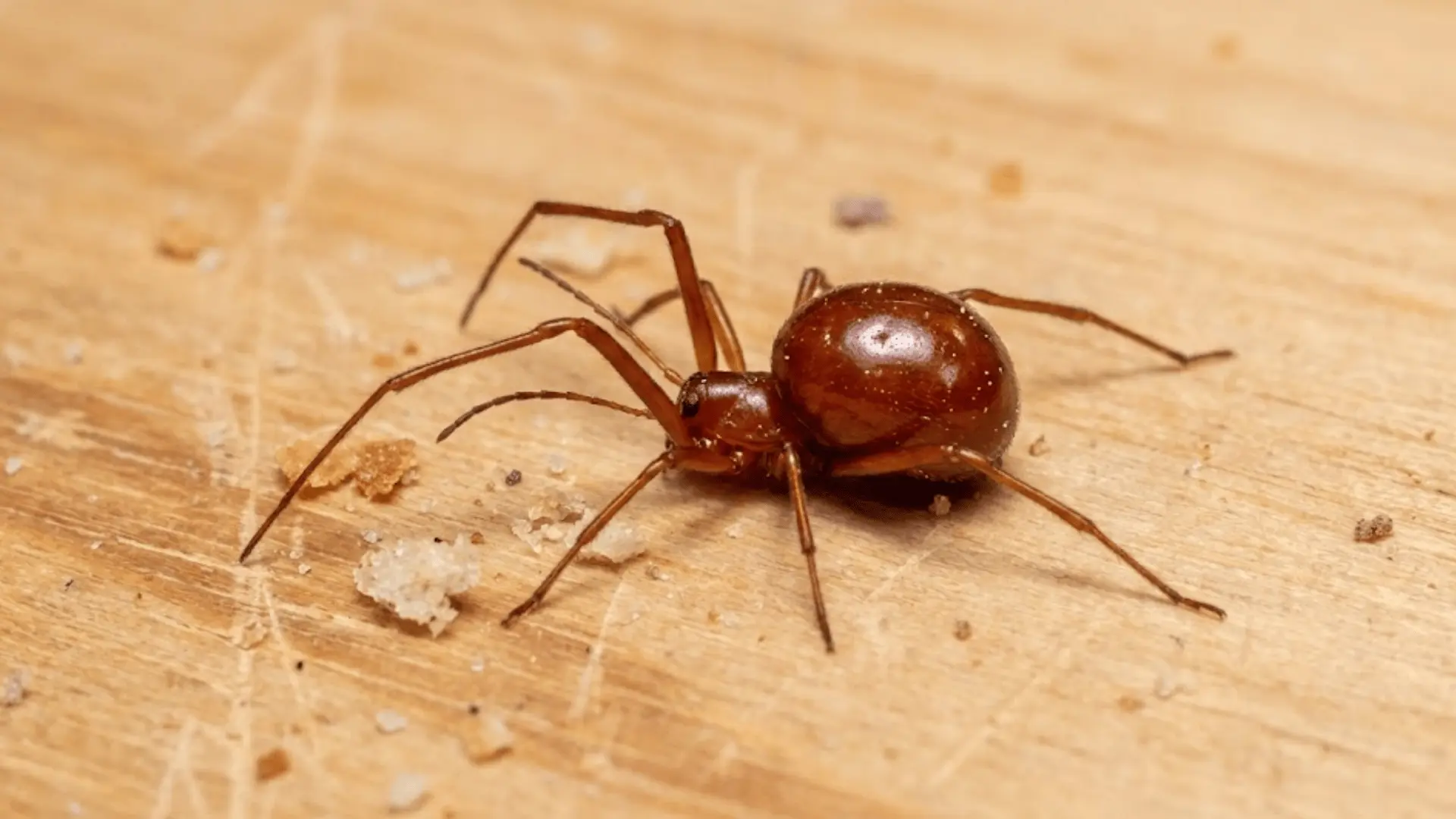 macro photo of round reddish-brown spider beetle with long legs on wooden shelf