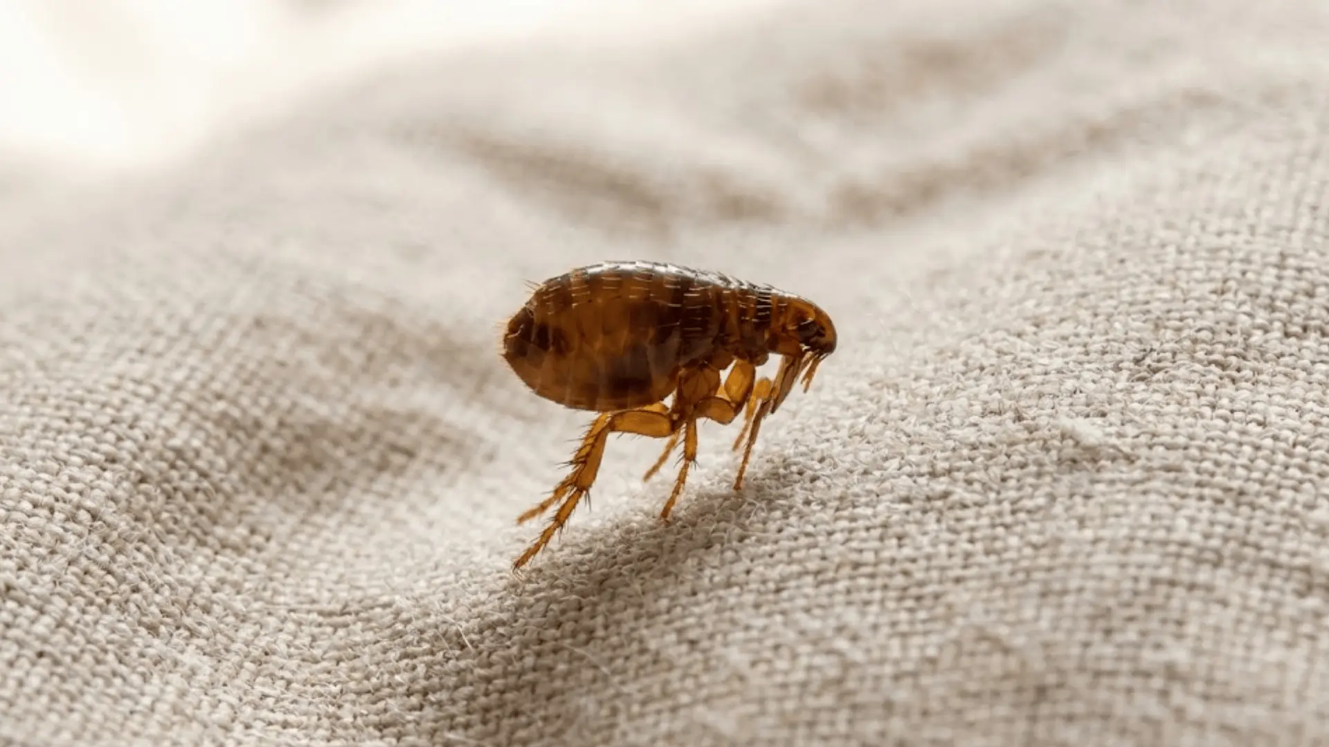 macro photograph of brown flea on beige fabric showing jumping legs and compressed body