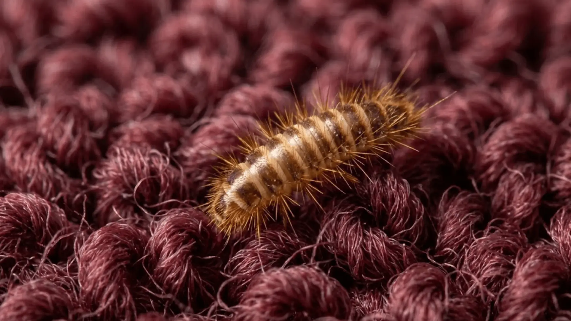 macro shot of bristly striped carpet beetle larva on burgundy wool carpet fibers