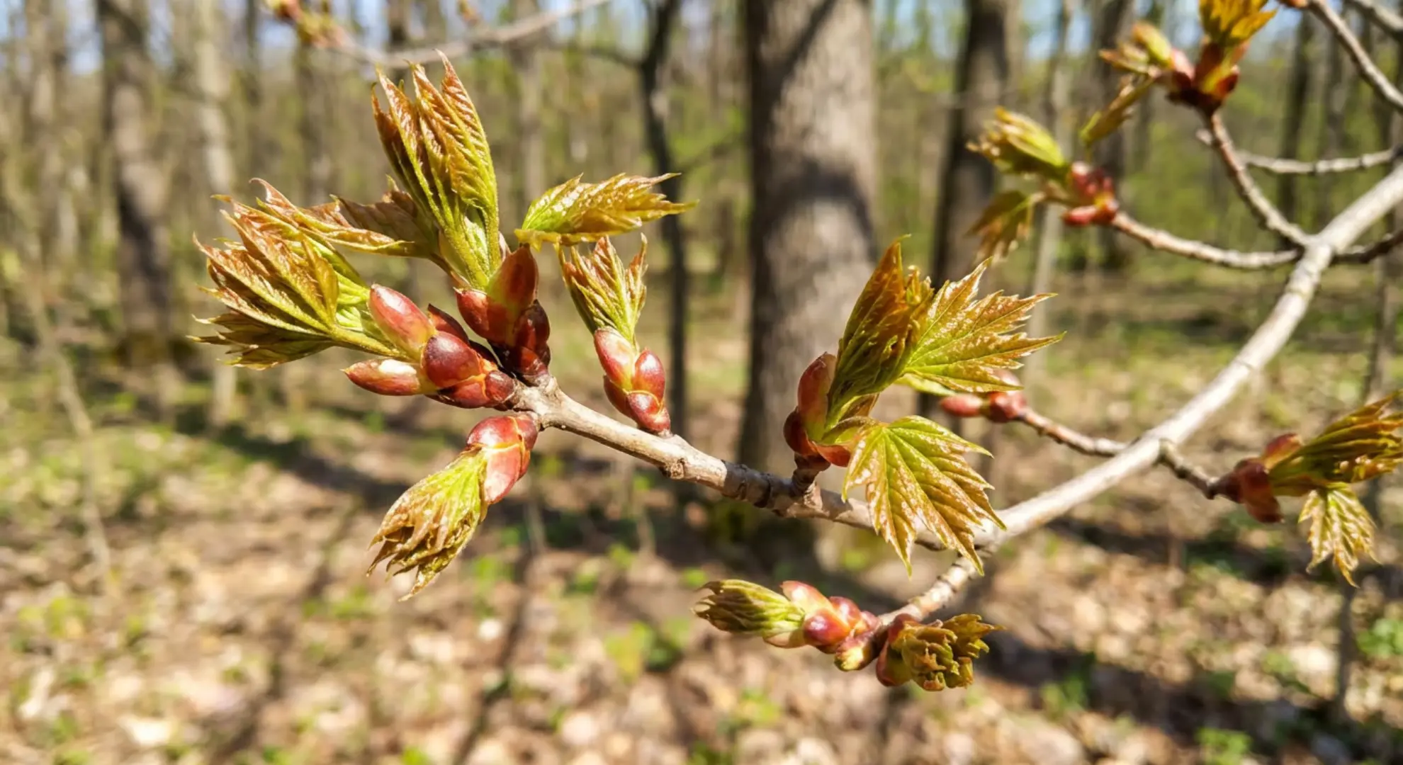maple tree with spring buds and new leaves during active sap flow period