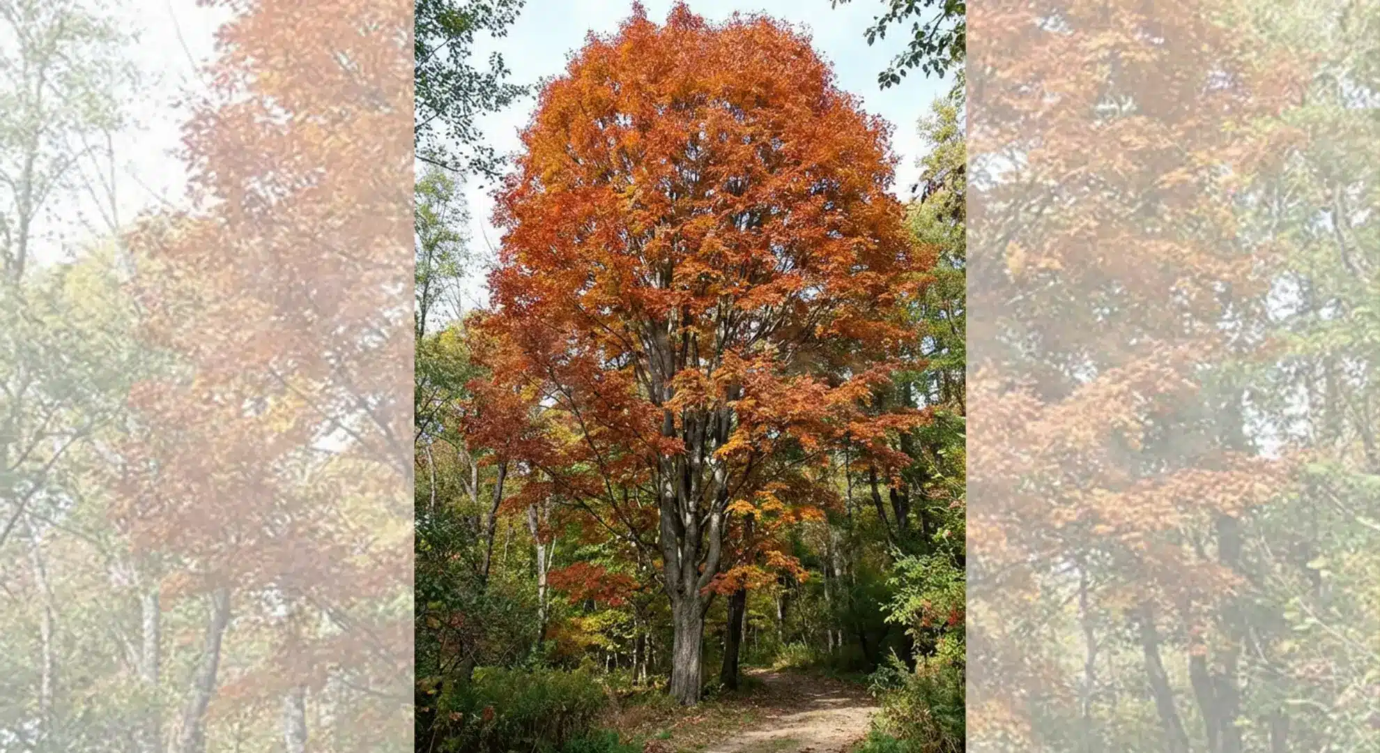 mature sugar maple tree showing strong upright growth and natural branching pattern