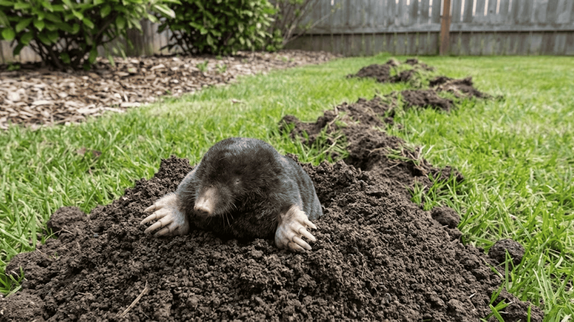 mole with velvety fur and large paddle paws emerging from soil mound showing pointed snout and tunnel entrance