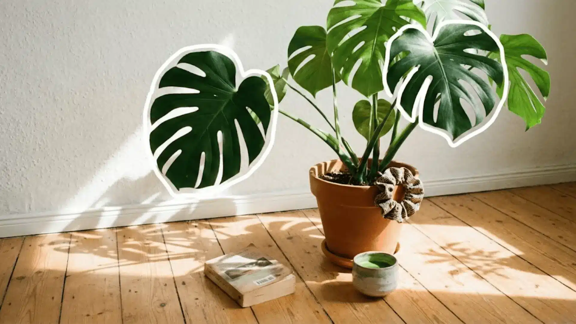 monstera deliciosa in a sunny room with white outlined leaves and cozy gen z desk vibes
