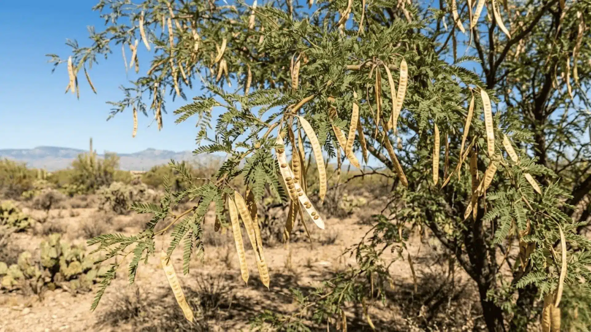 narrow straw-colored mesquite seed pods splitting open on a branch in a dry southwestern landscape