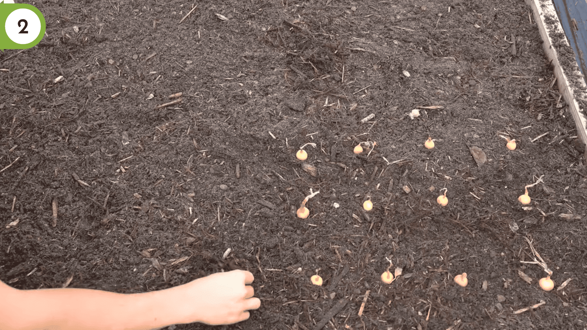 onion sets laid out in rows with proper spacing on loose garden soil before planting
