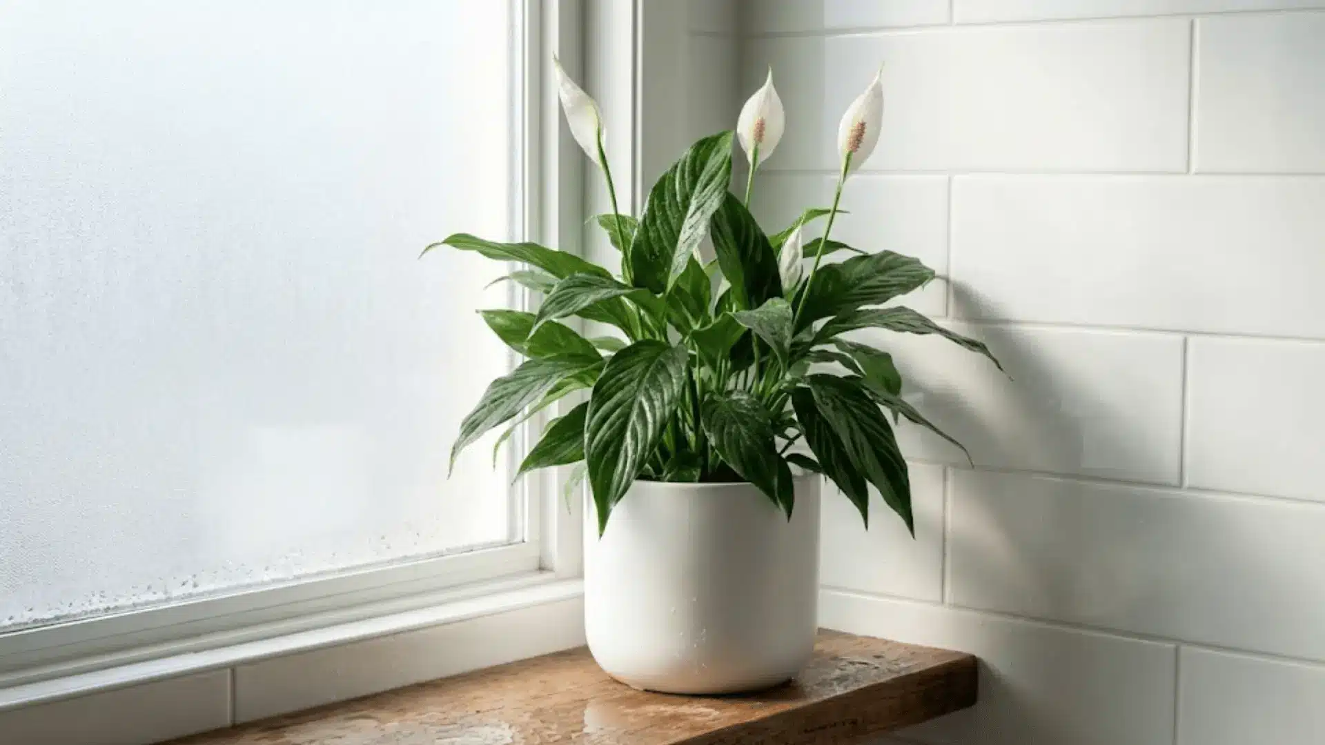 peace lily in a matte white pot on a damp bathroom shelf in soft diffused natural light