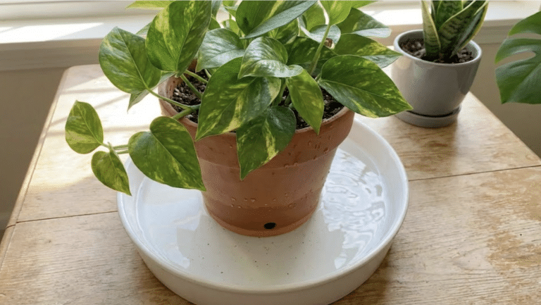 pothos plant in terracotta pot sitting in water-filled tray for bottom watering on wooden surface