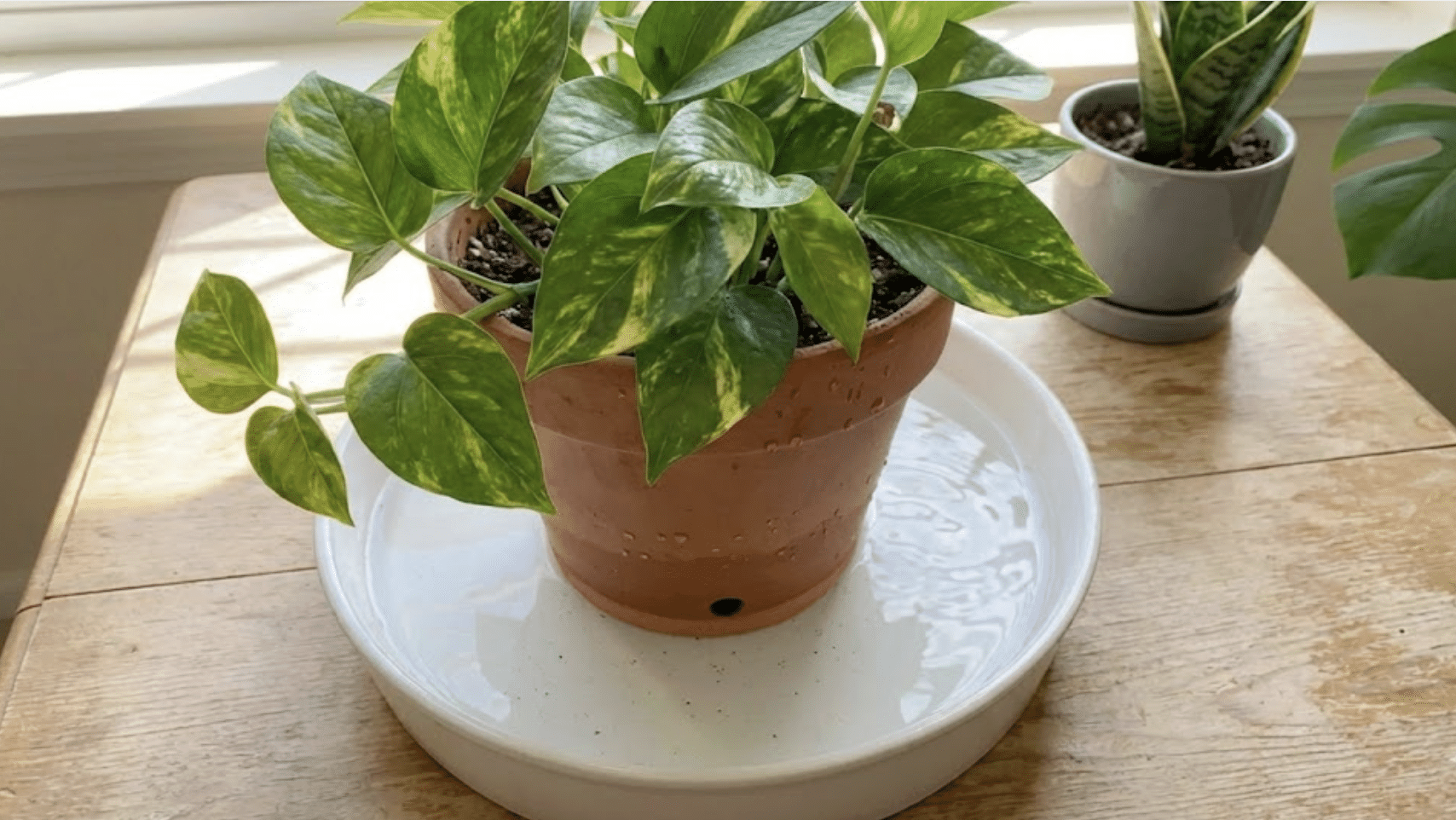 pothos plant in terracotta pot sitting in water-filled tray for bottom watering on wooden surface