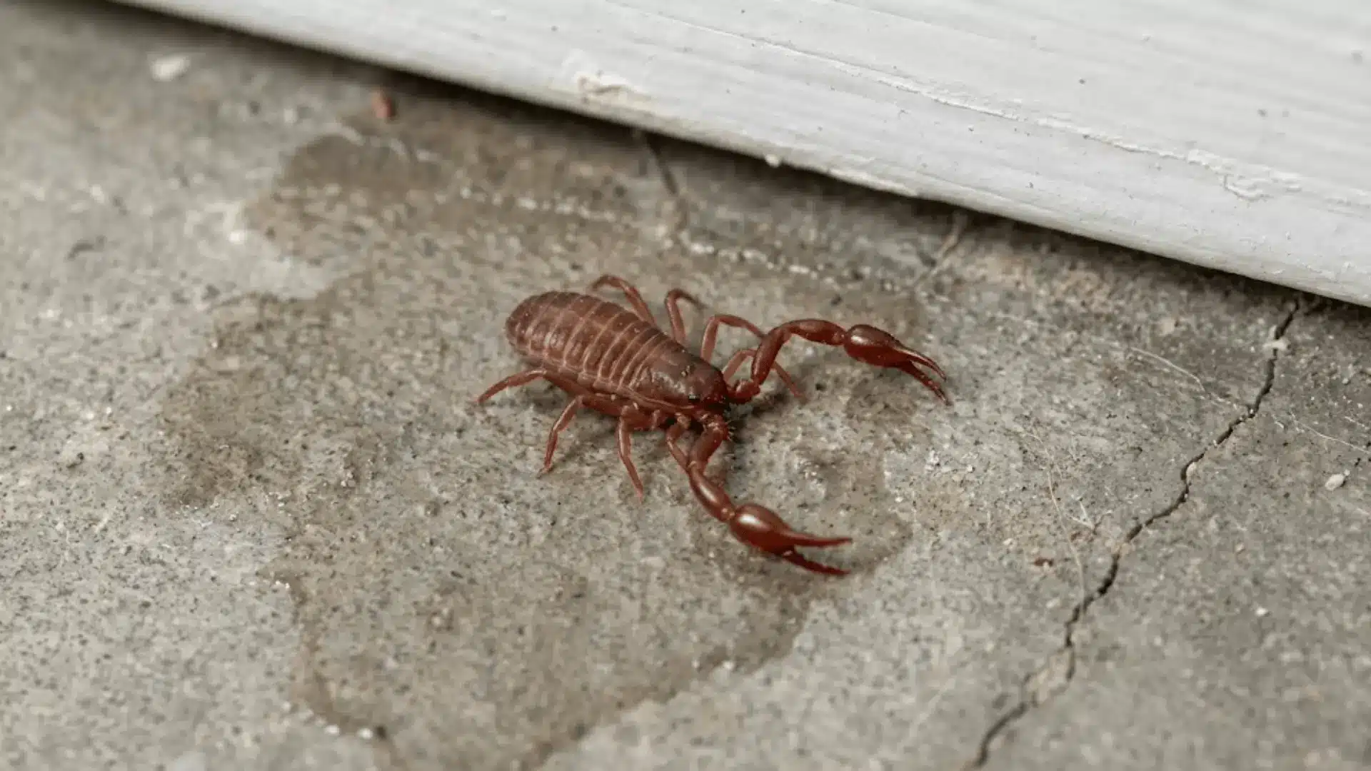 pseudoscorpion on damp basement concrete floor near wall with natural lighting