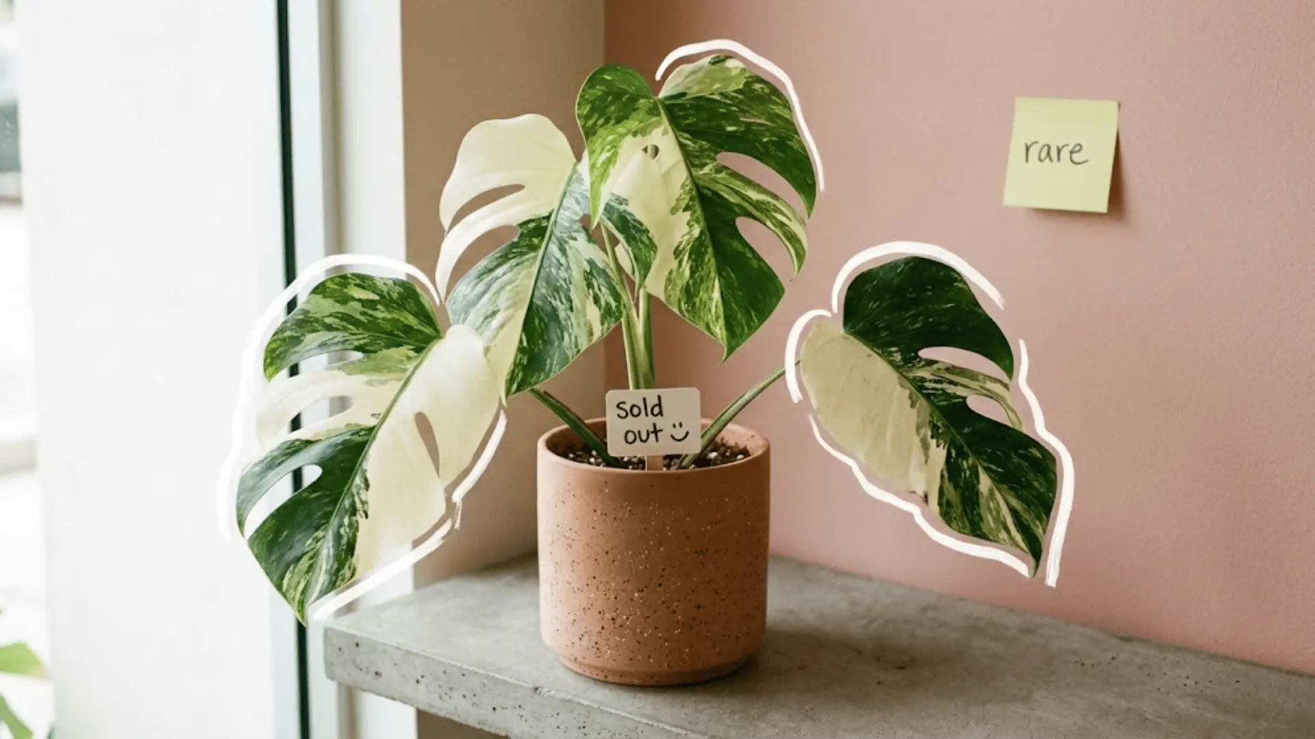 rare variegated monstera albo with white outlined leaves and a sold out tag in a minimal room
