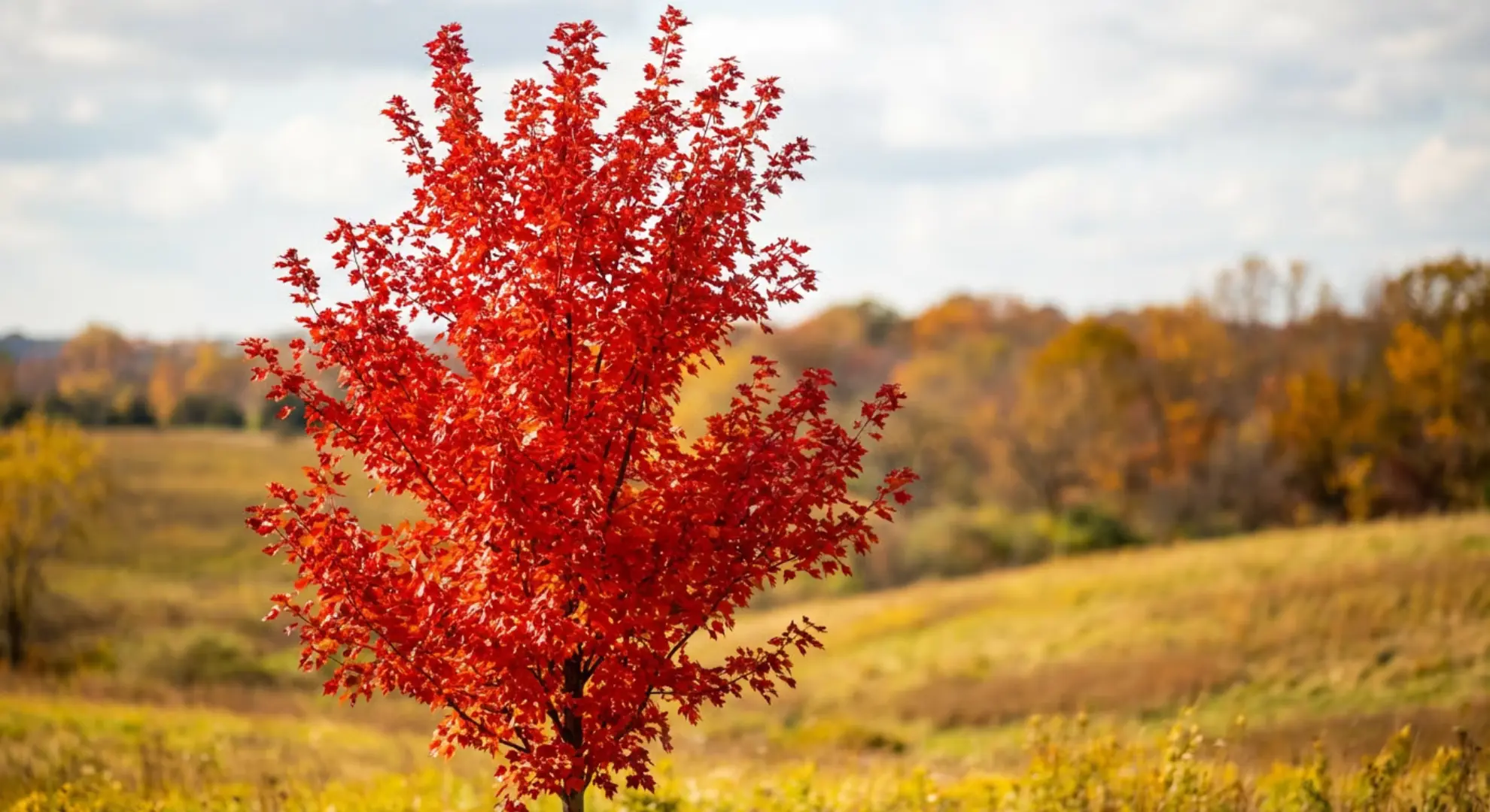 red maple tree with vigorous growth showing characteristic fast-developing branch structure